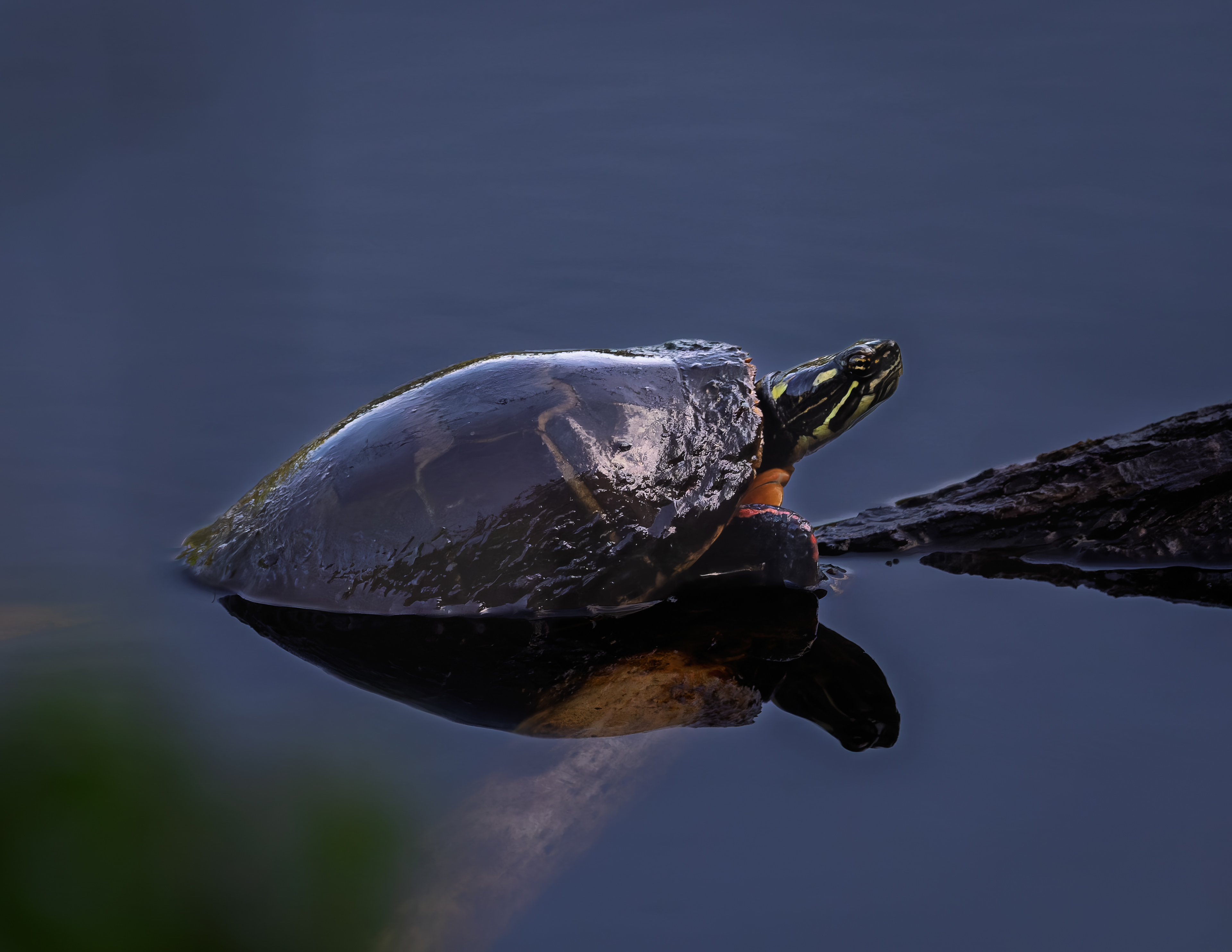 Painted Turtle