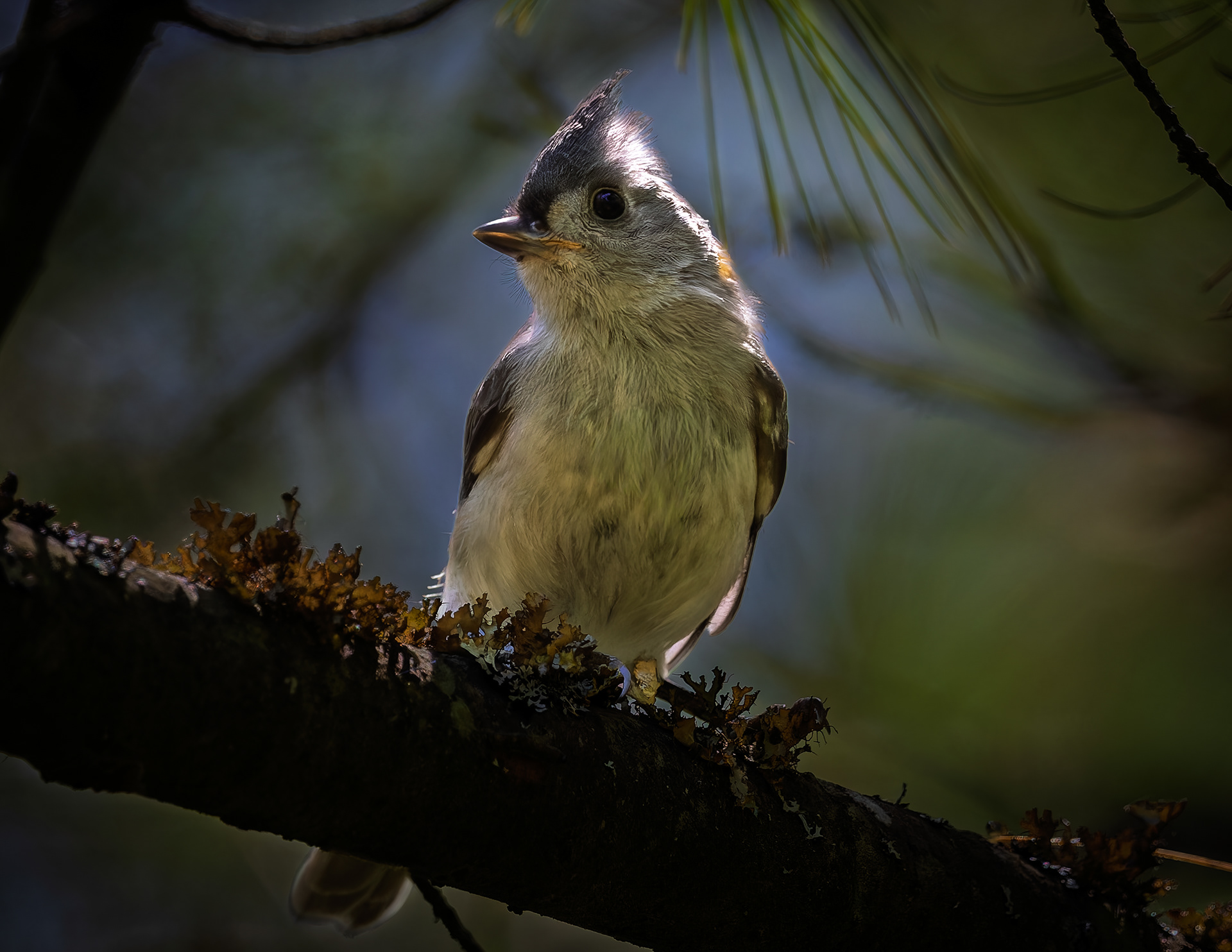 Tufted Titmouse