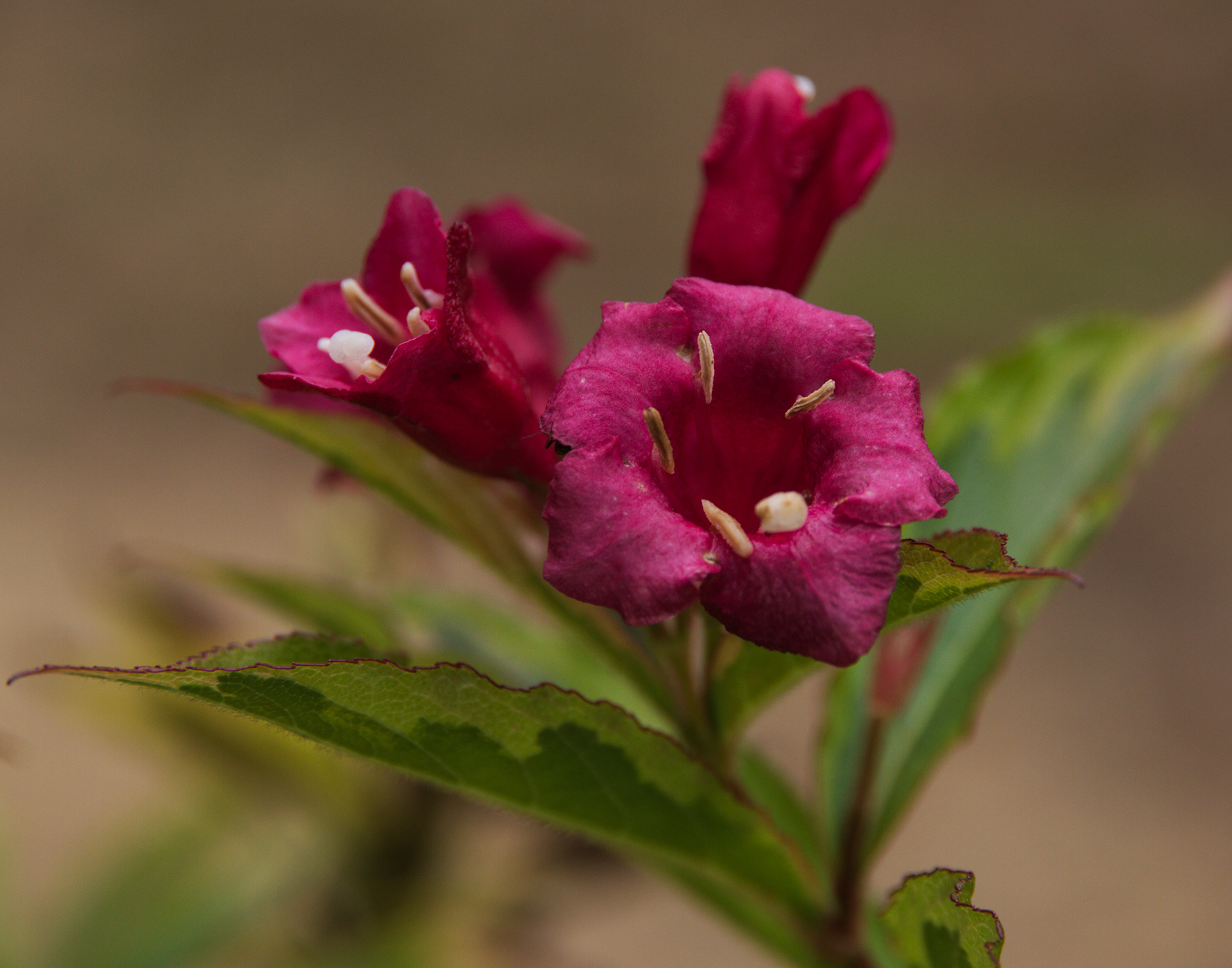 Variegated Weigela