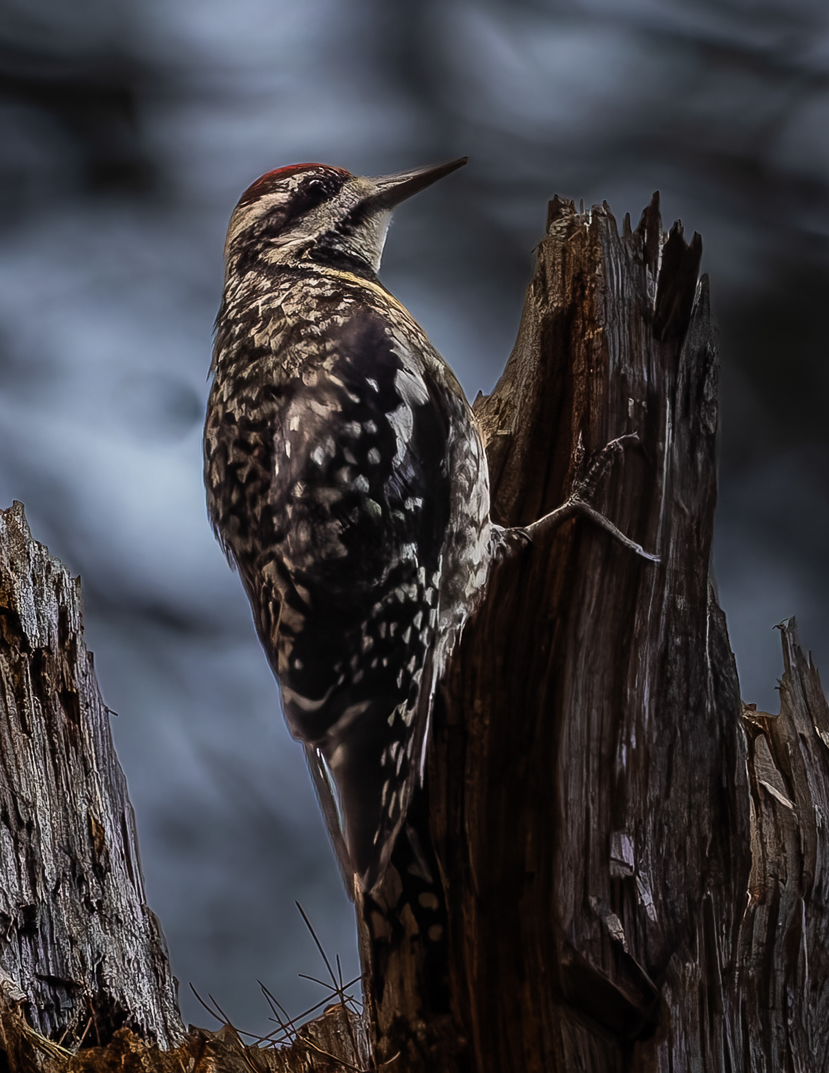 Yellow-bellied Sapsucker No2