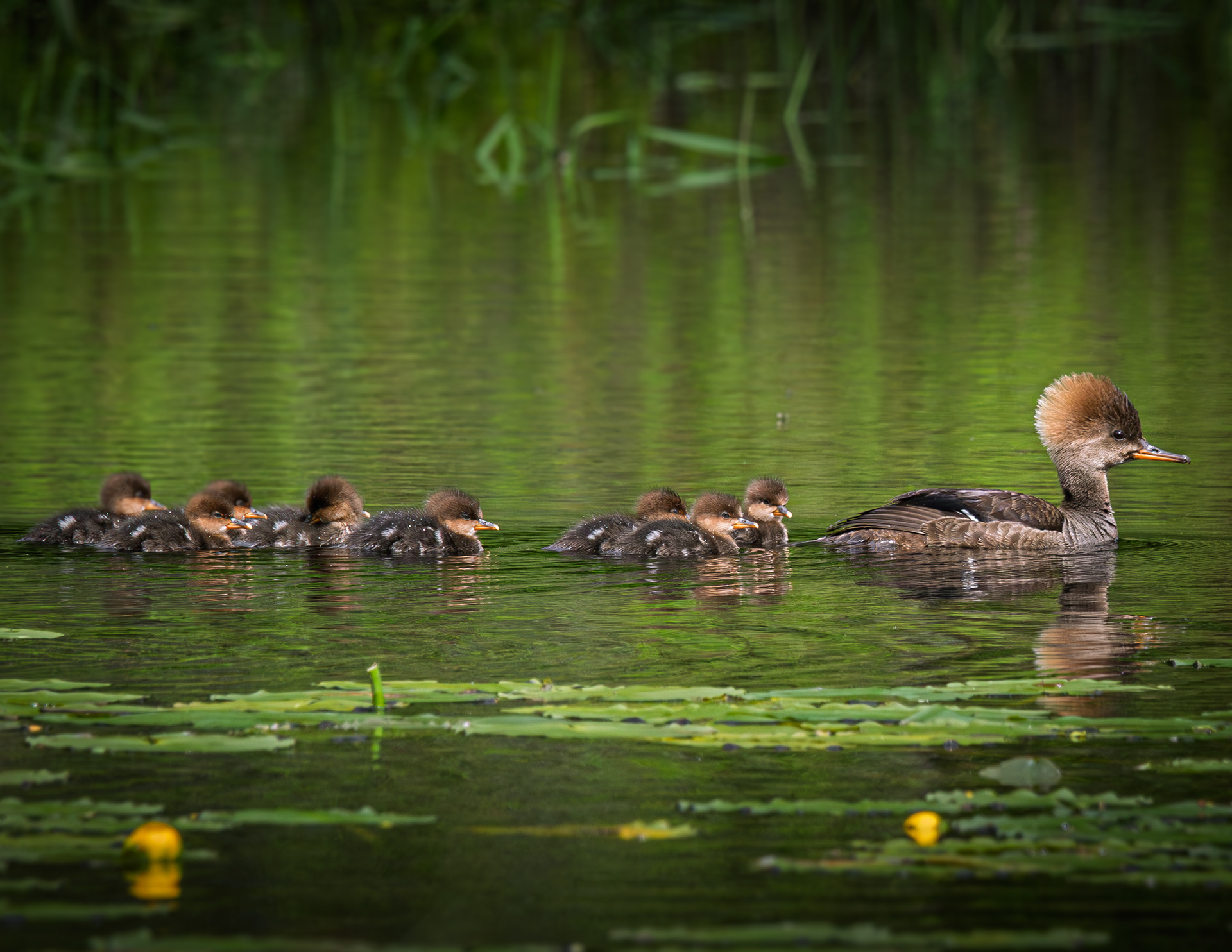 Hooded Merganser Family No2