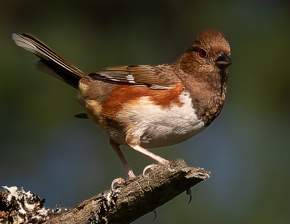 Female Eastern Towhee No2