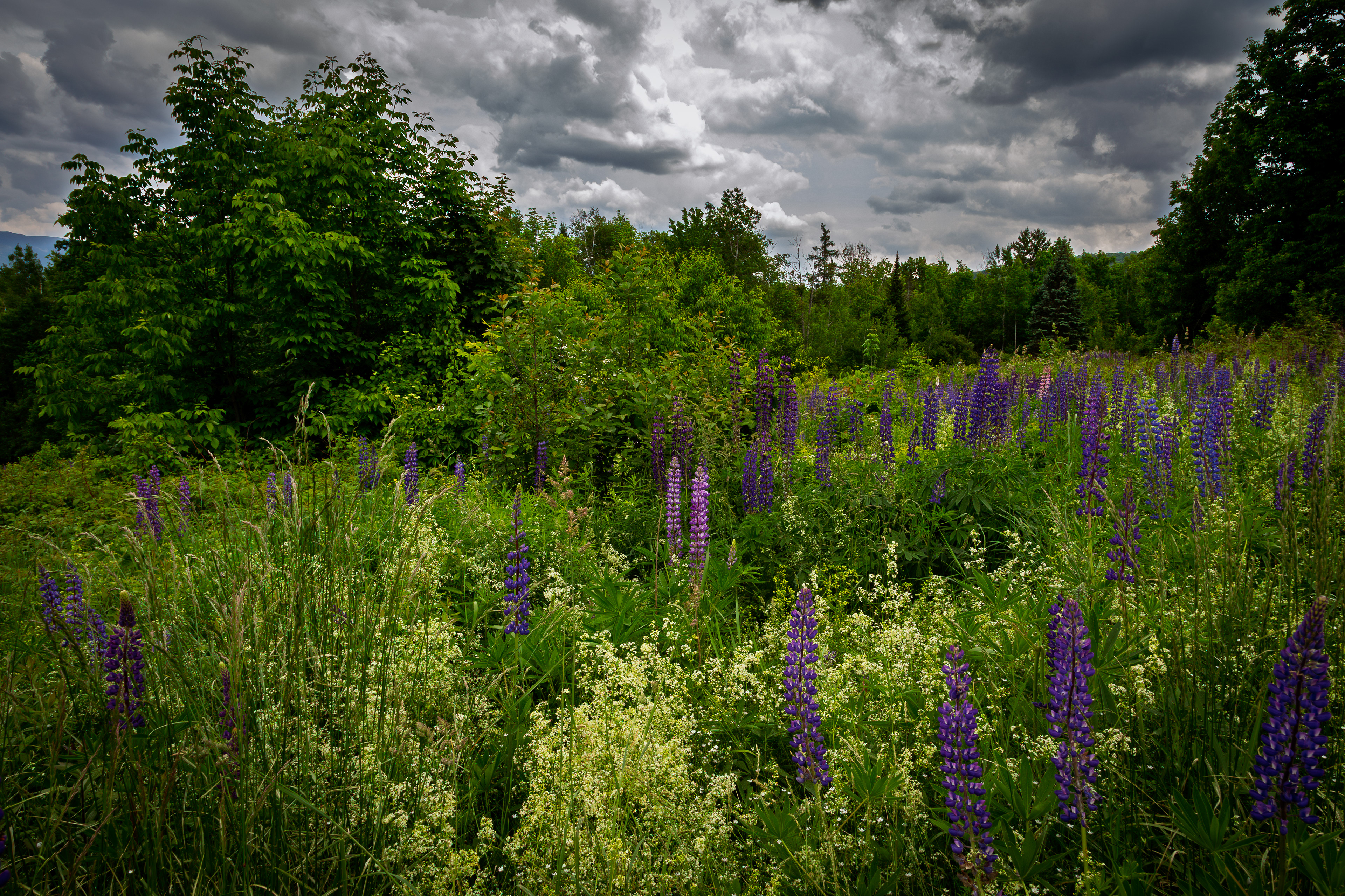 Lupines at Sugar Hill No2 - June 15, 2025