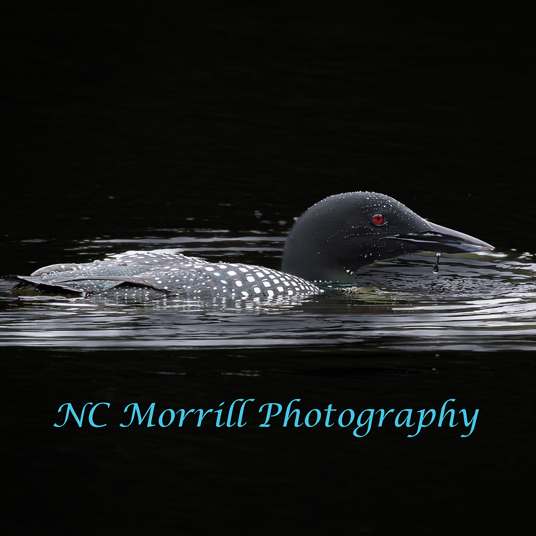 Neil Morrill