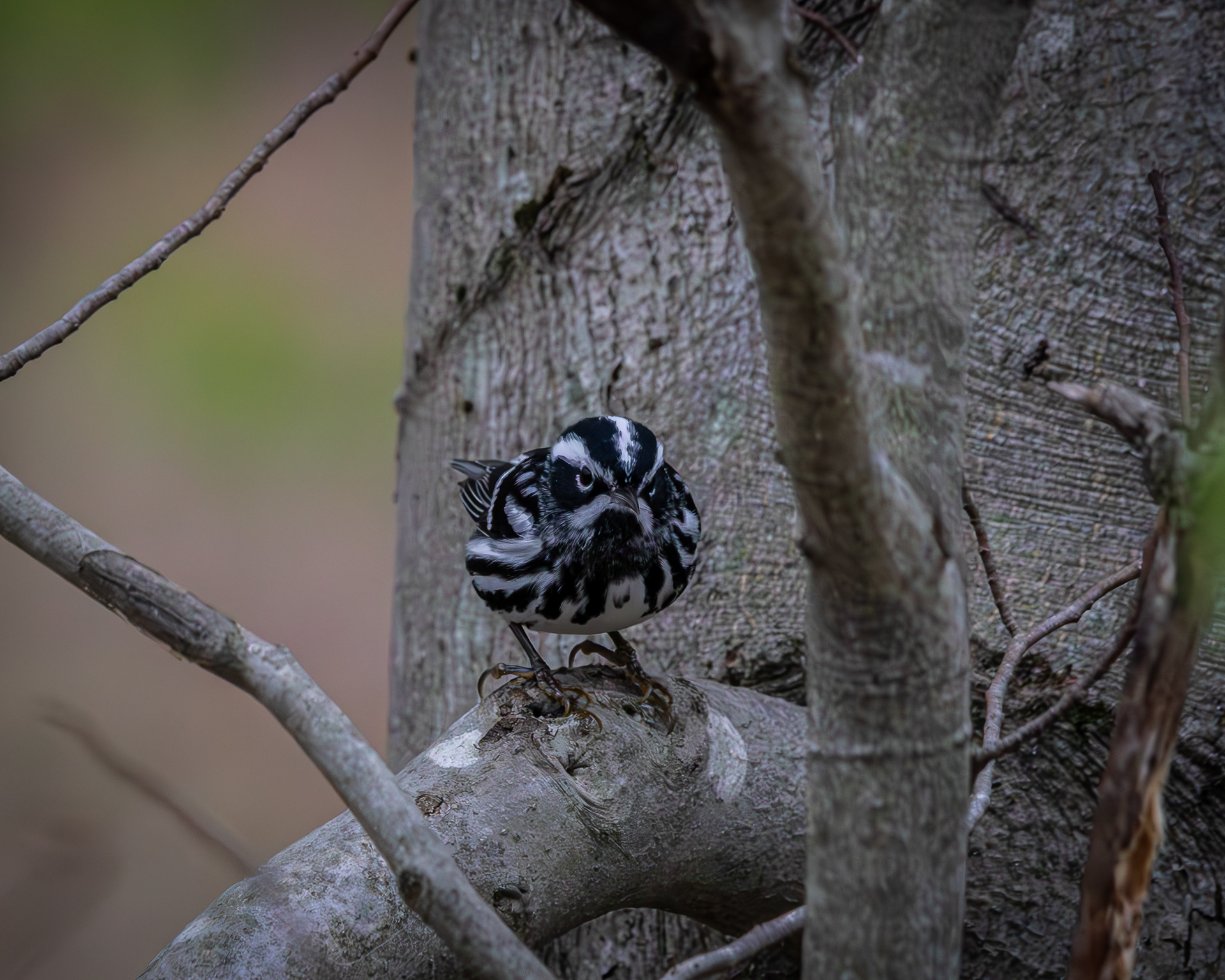 Black-and-white Warbler No1