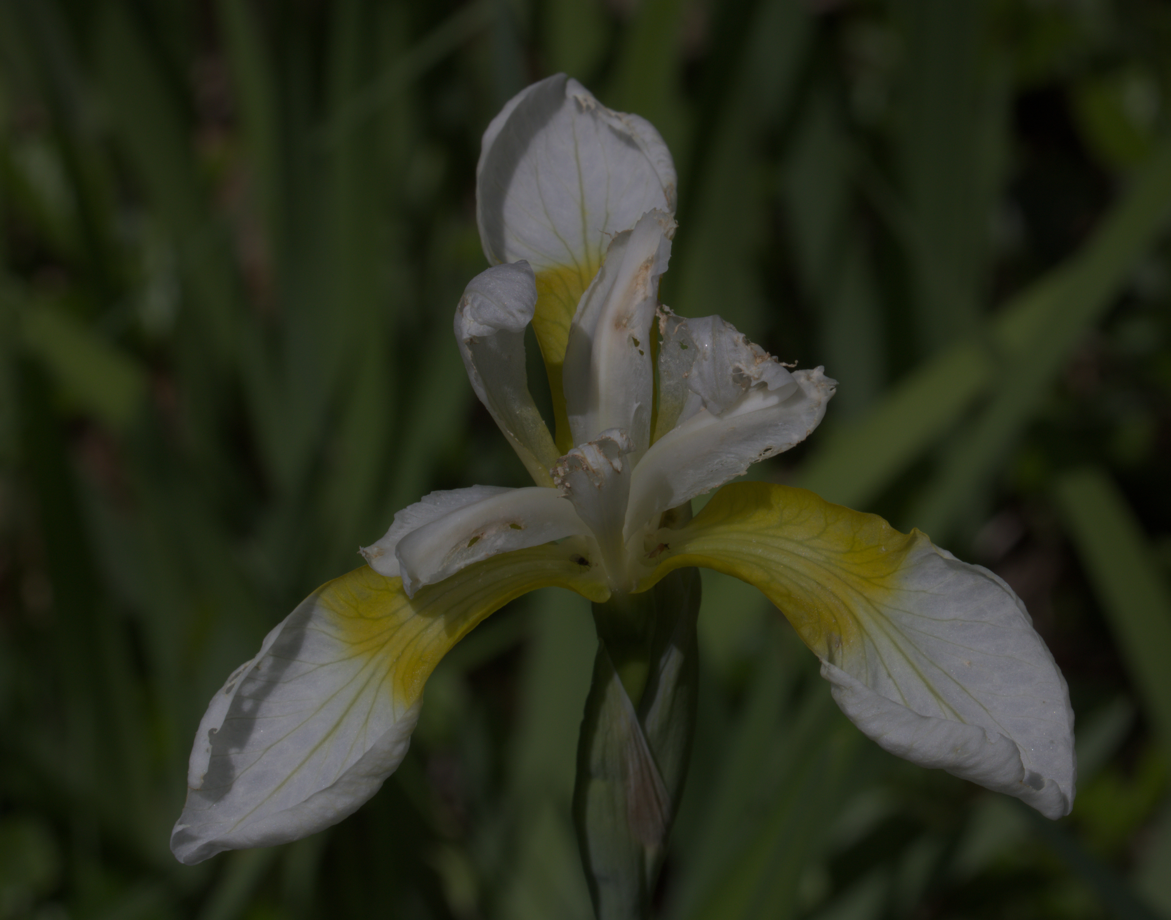White Iris