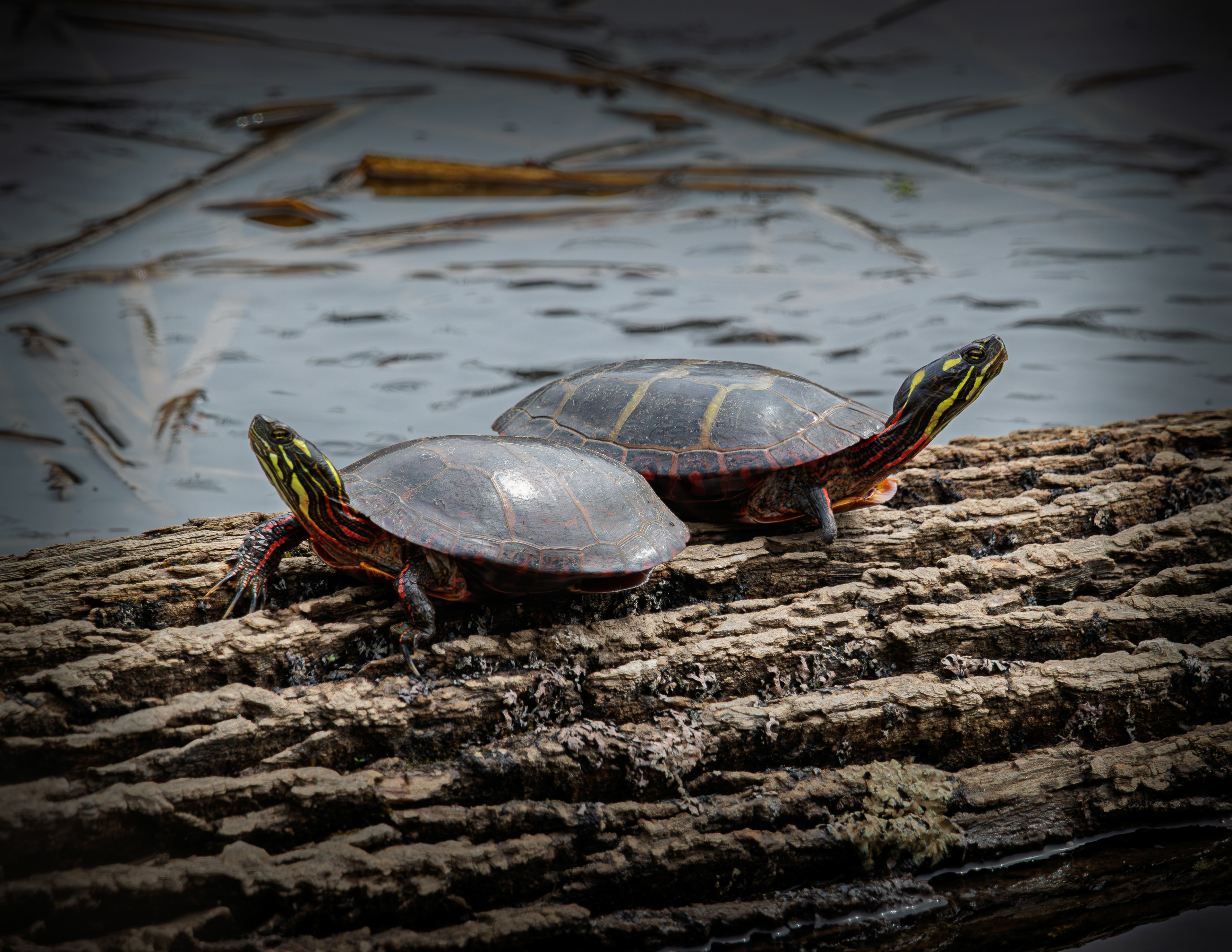 Turtles at Sawmill Pond