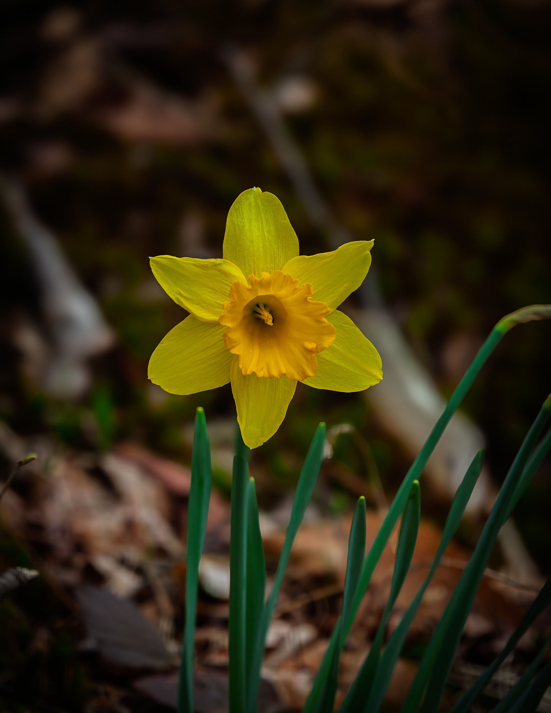 Daffodil Growing Wild at CSV