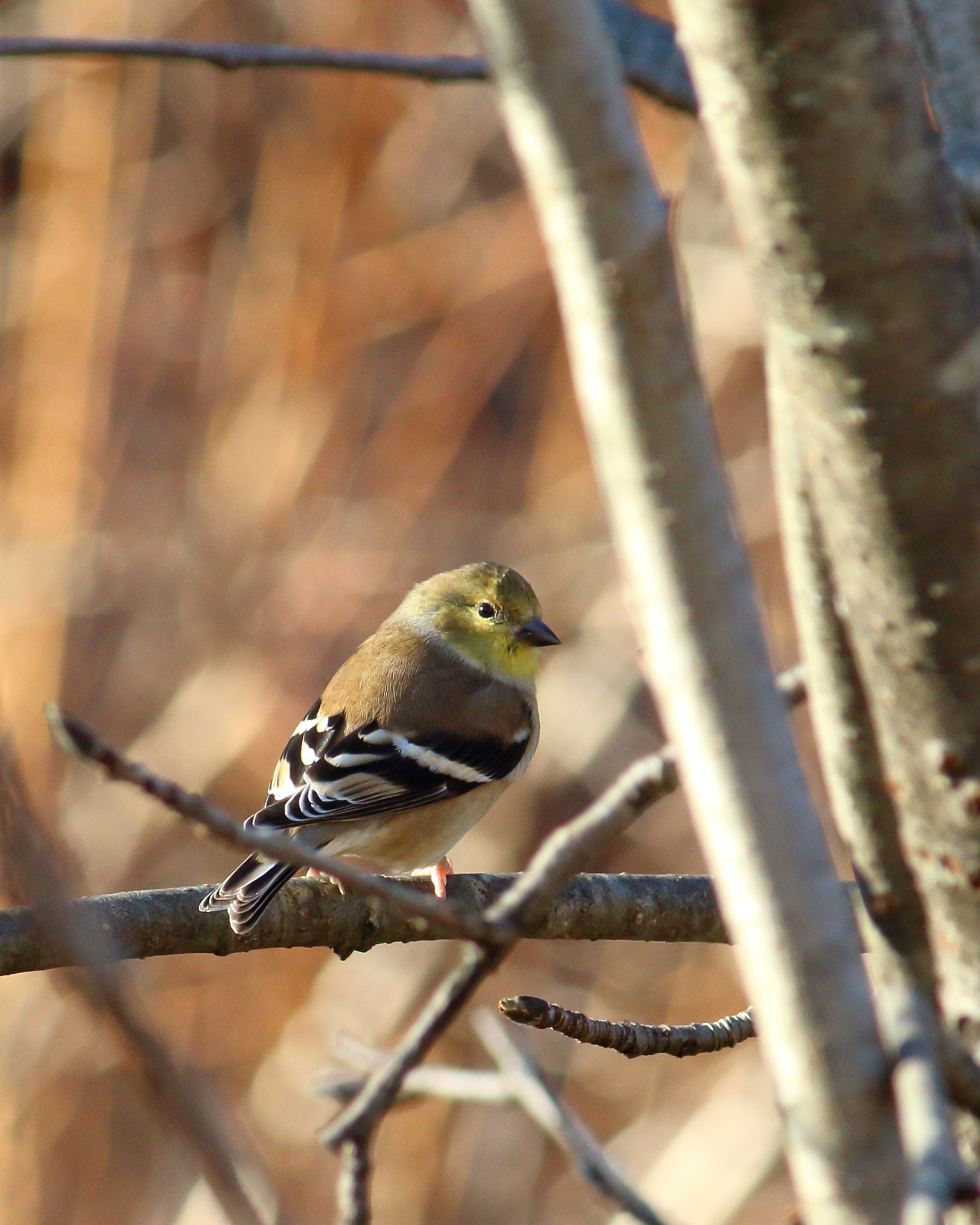 American Goldfinch