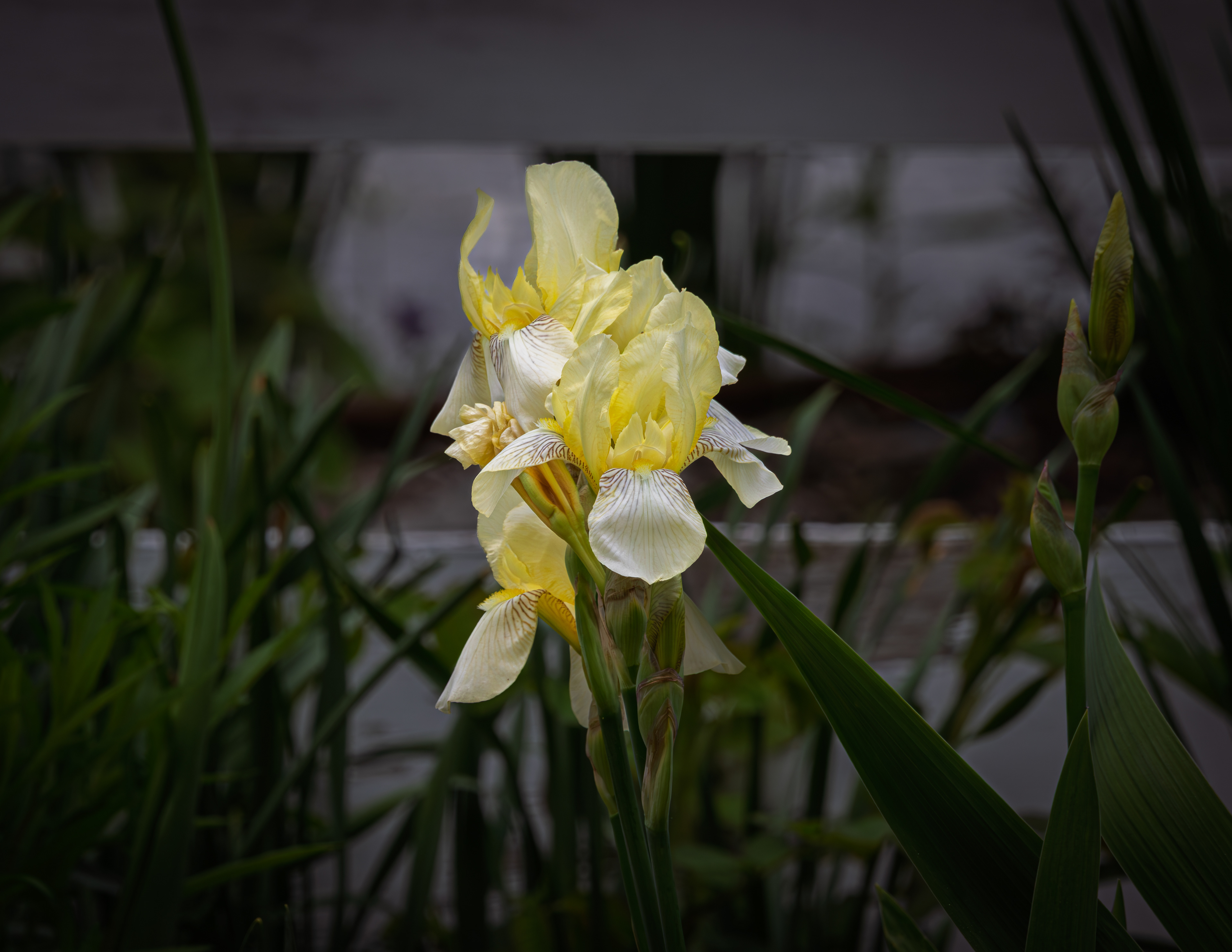 Yellow Bearded Iris at CSV