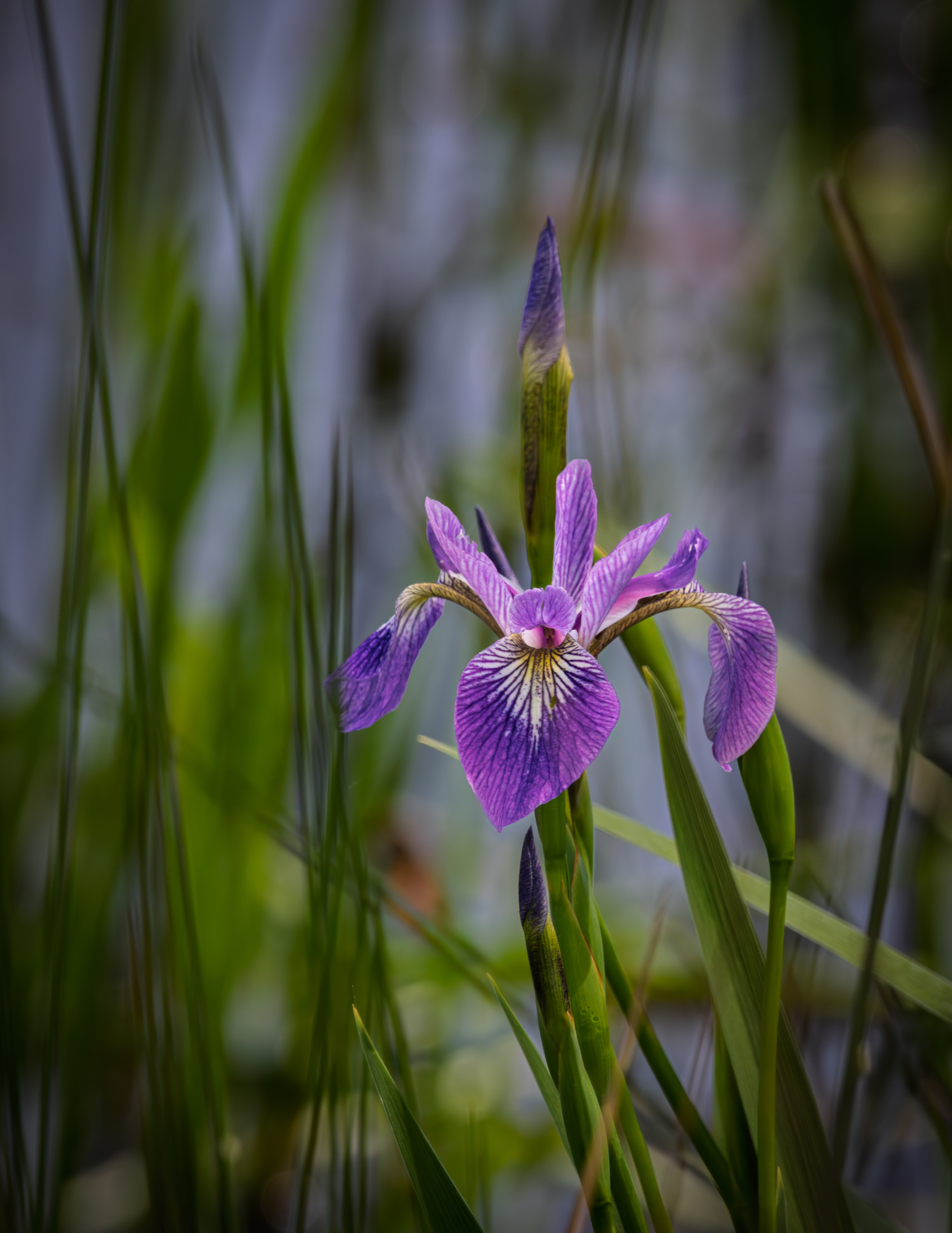 Wild Iris No4