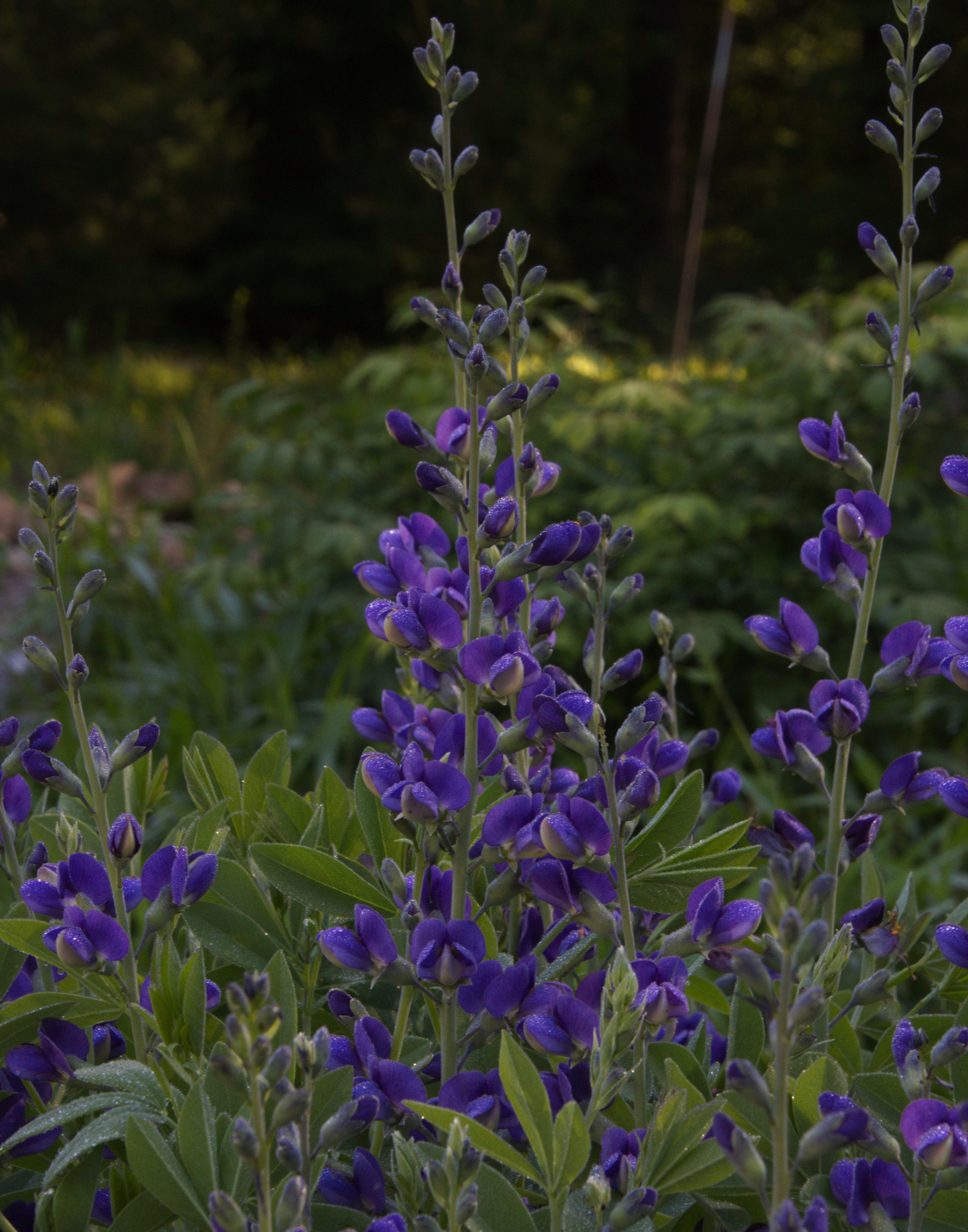 Baptisia