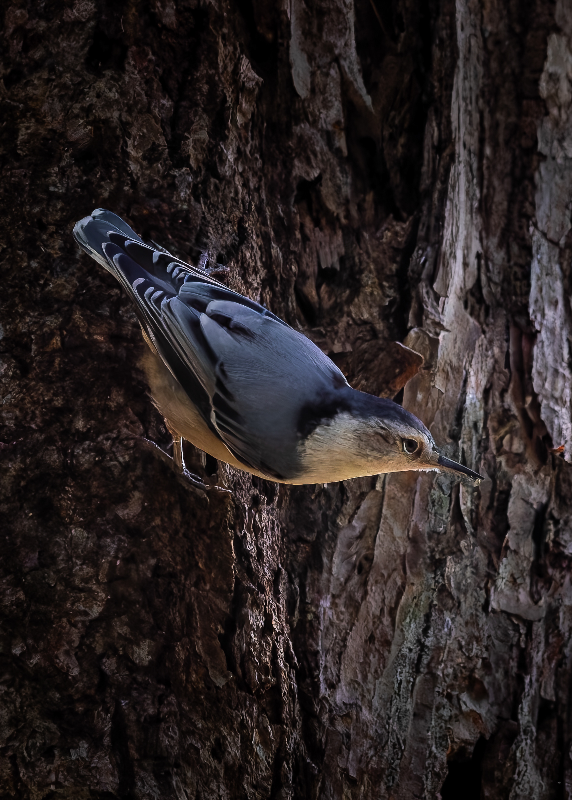 White Breasted Nuthatch No2