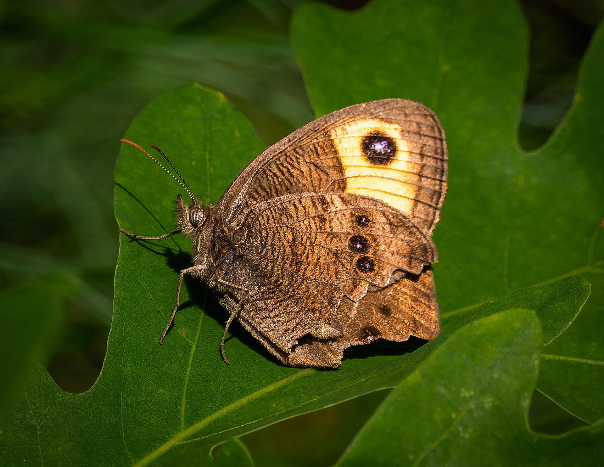 Common Wood-nymph