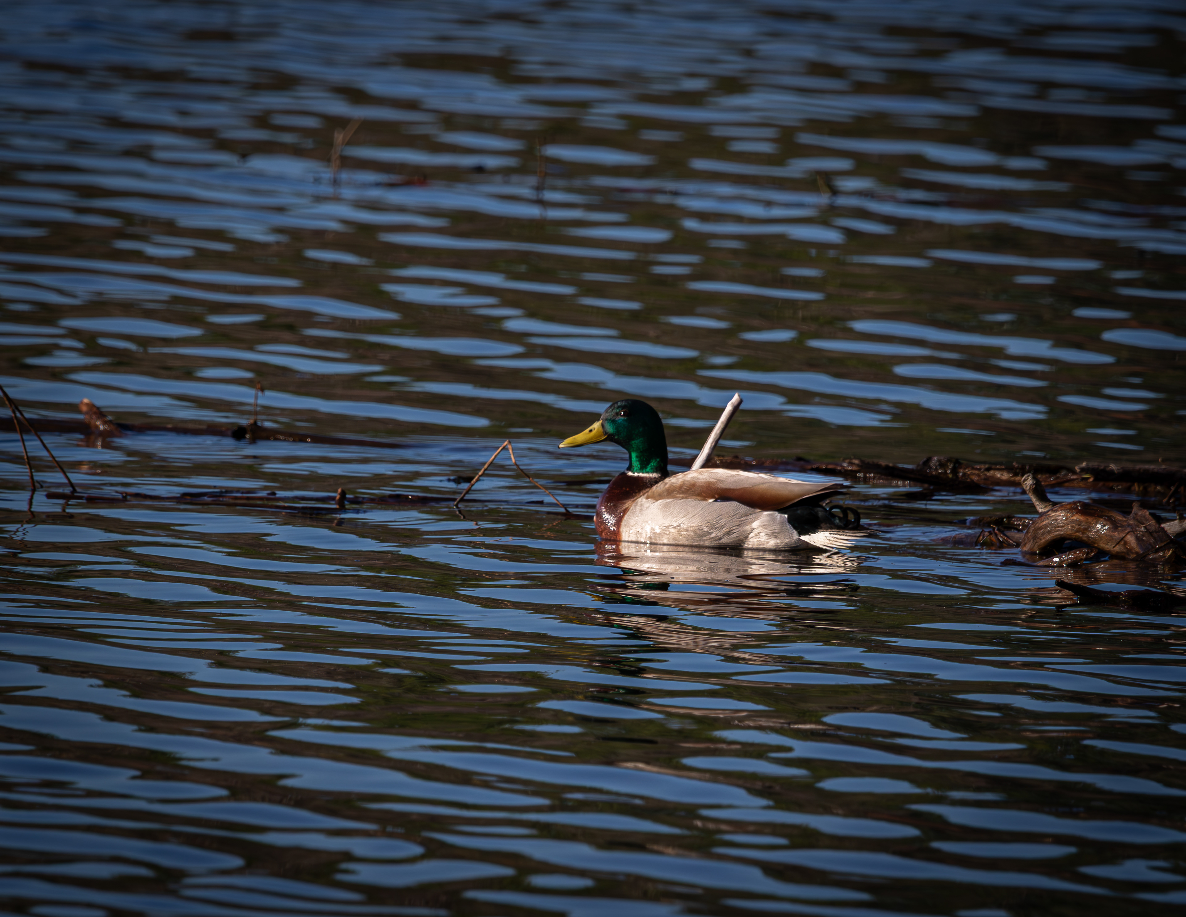 Mallard Drake at Rollins Pond No2