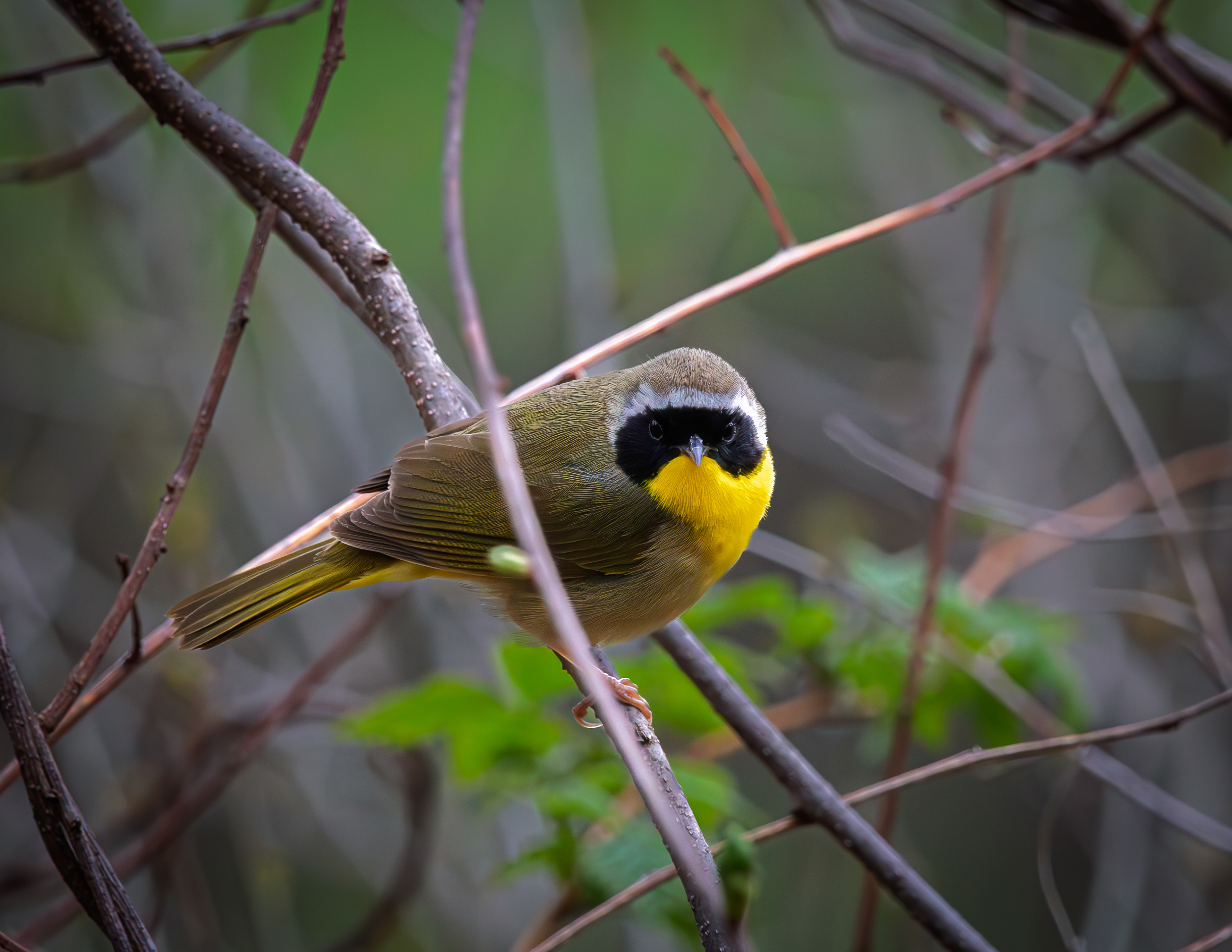 Male Common Yellowthroat - May 7, 2026