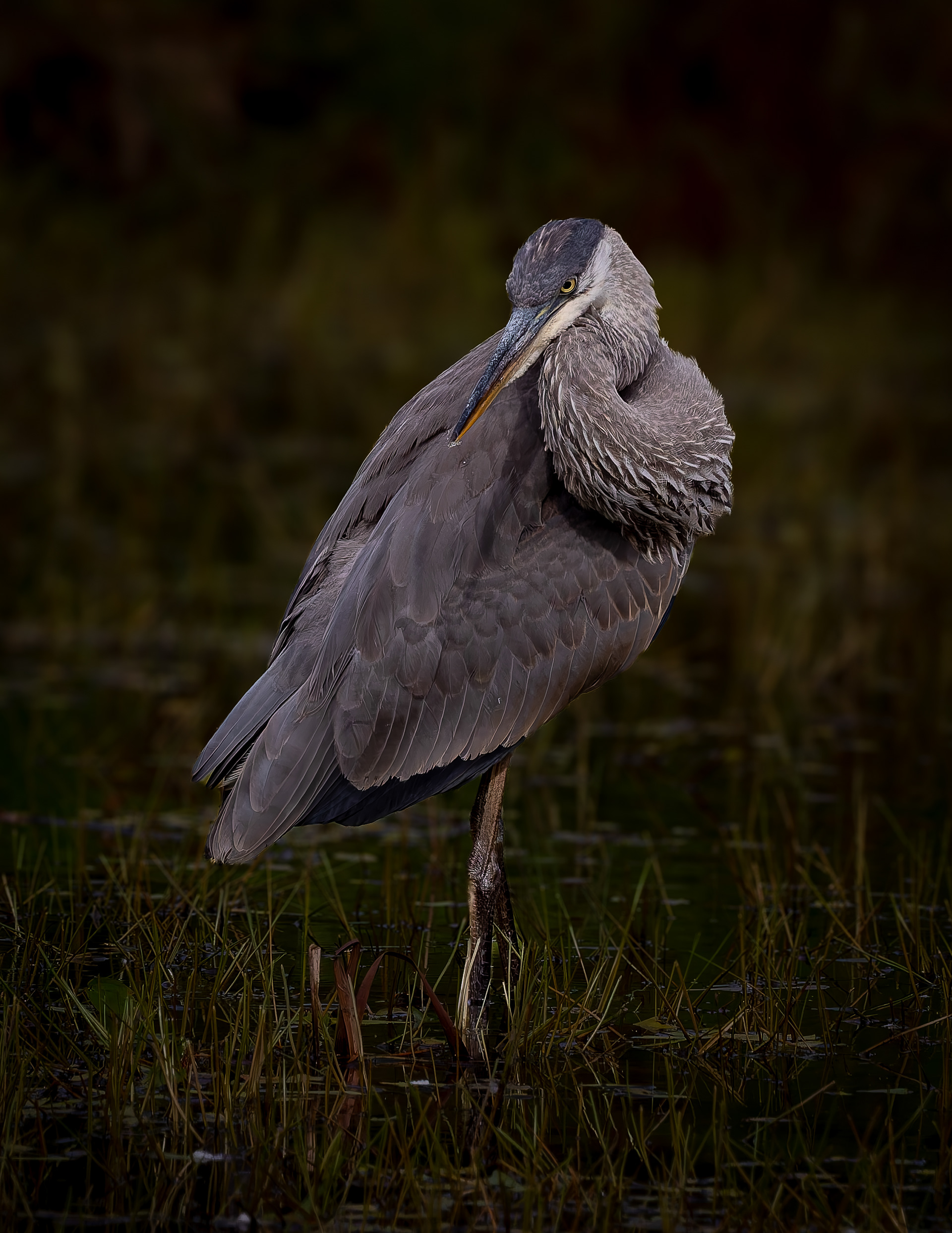 Great Blue Heron No1 - August 30, 2026