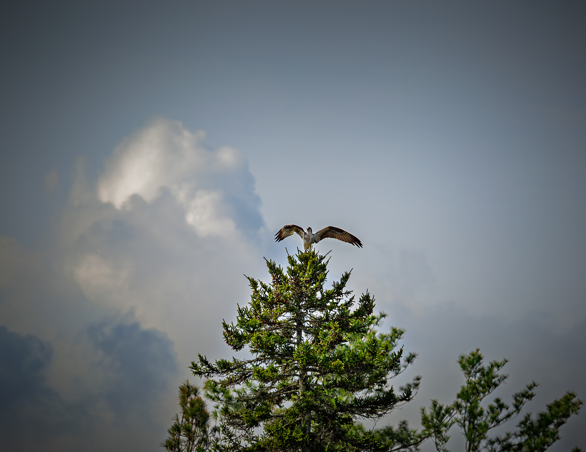 Osprey at Rollins Pond No2