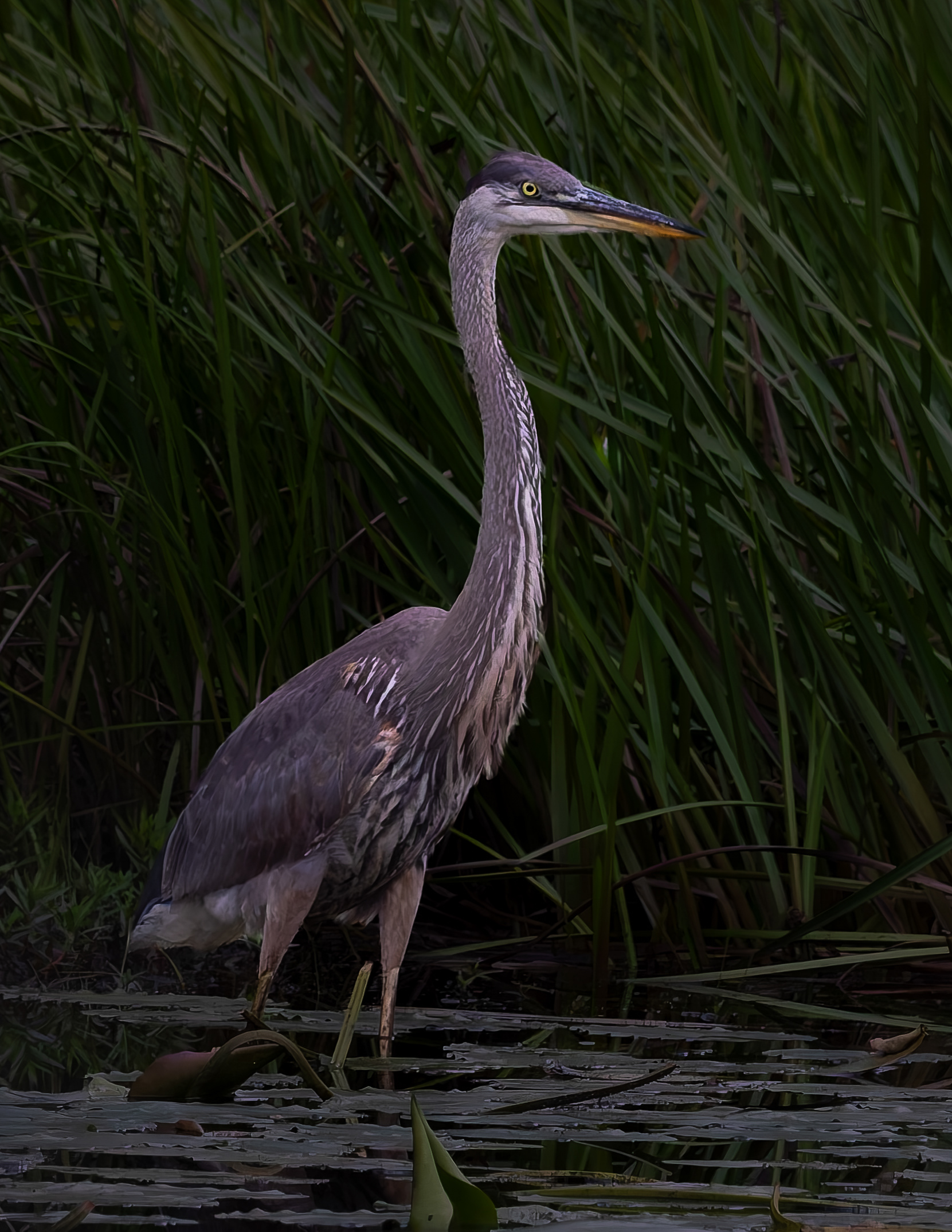 Great Blue Heron No7 - September 8, 2026
