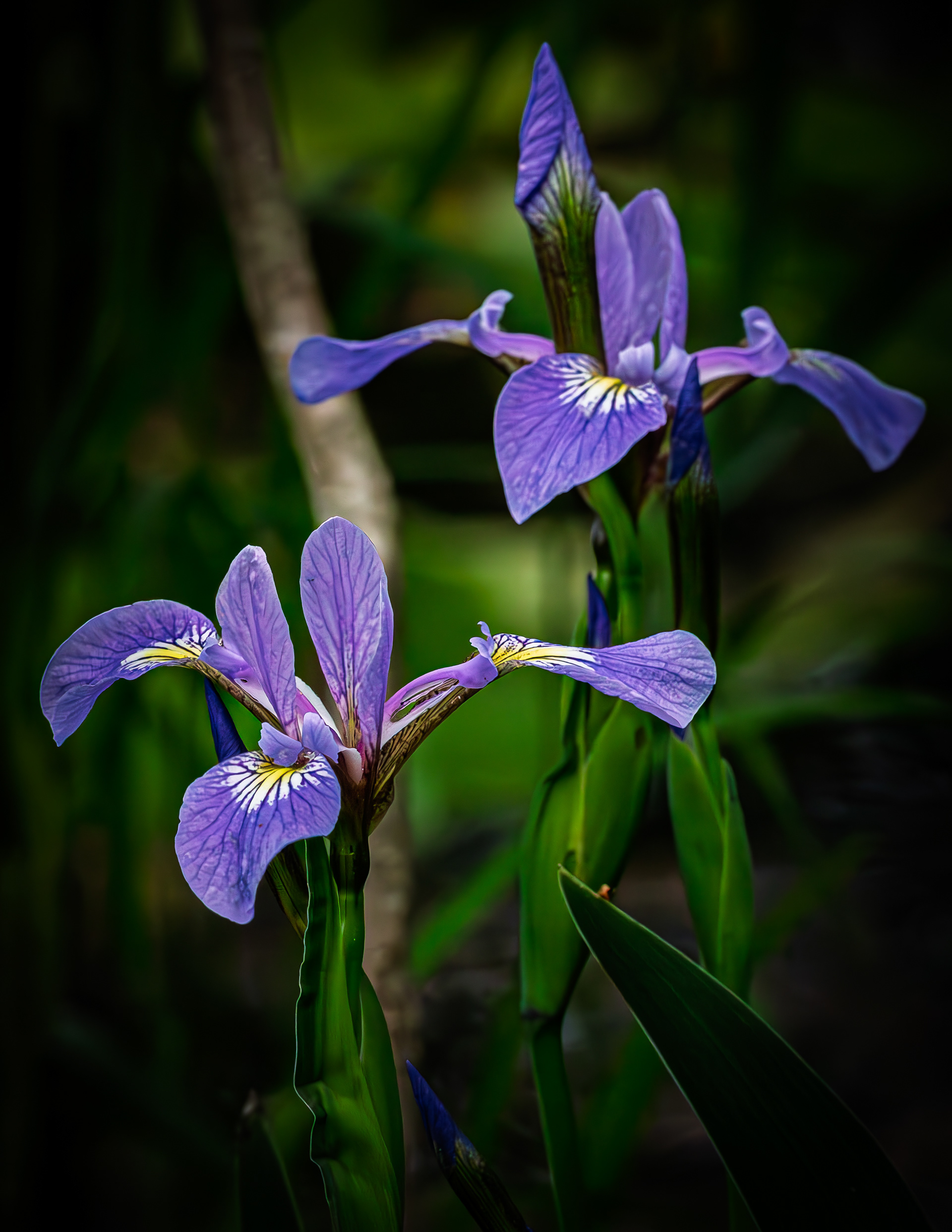 Wild Iris No3