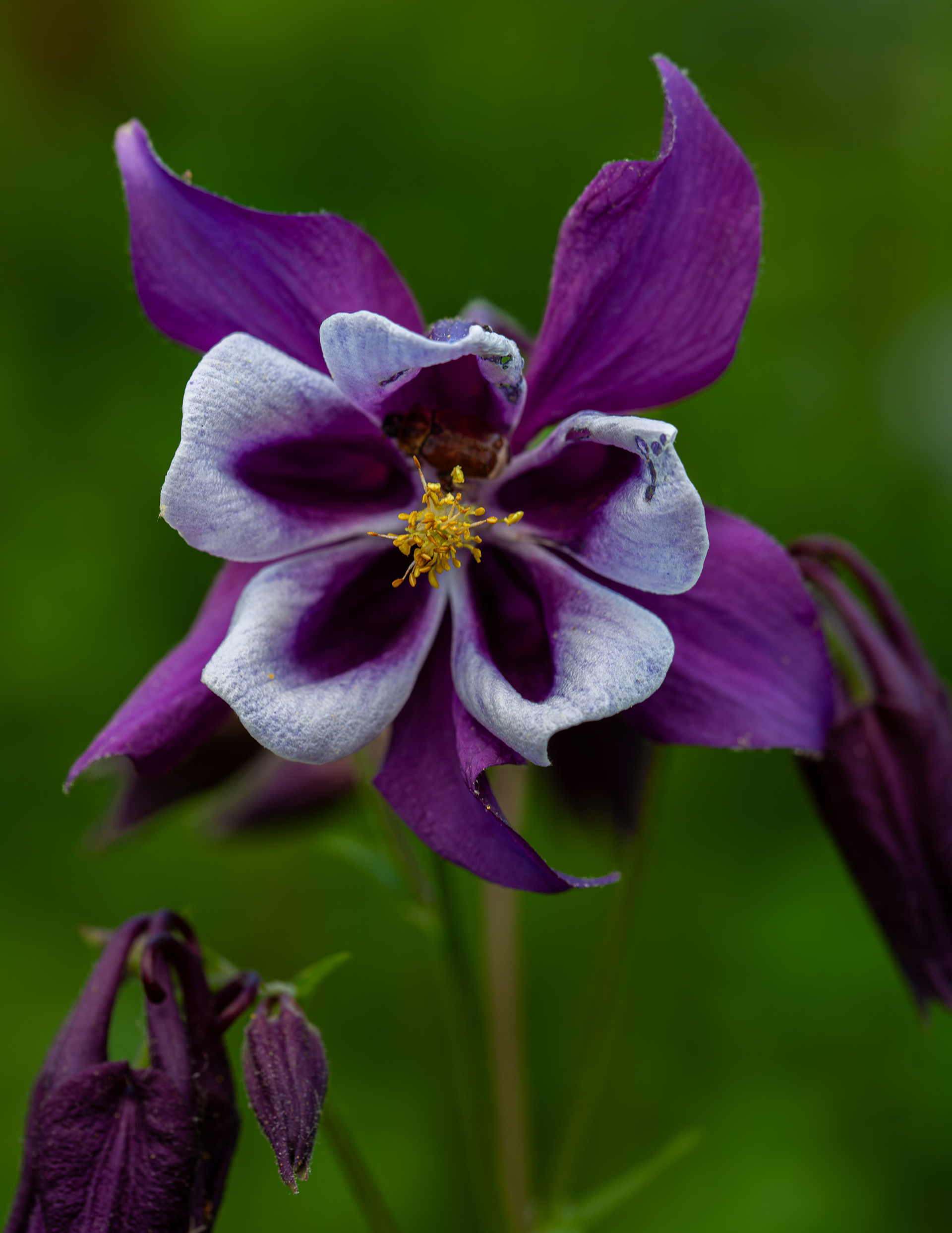 Columbine - May 25, 2024