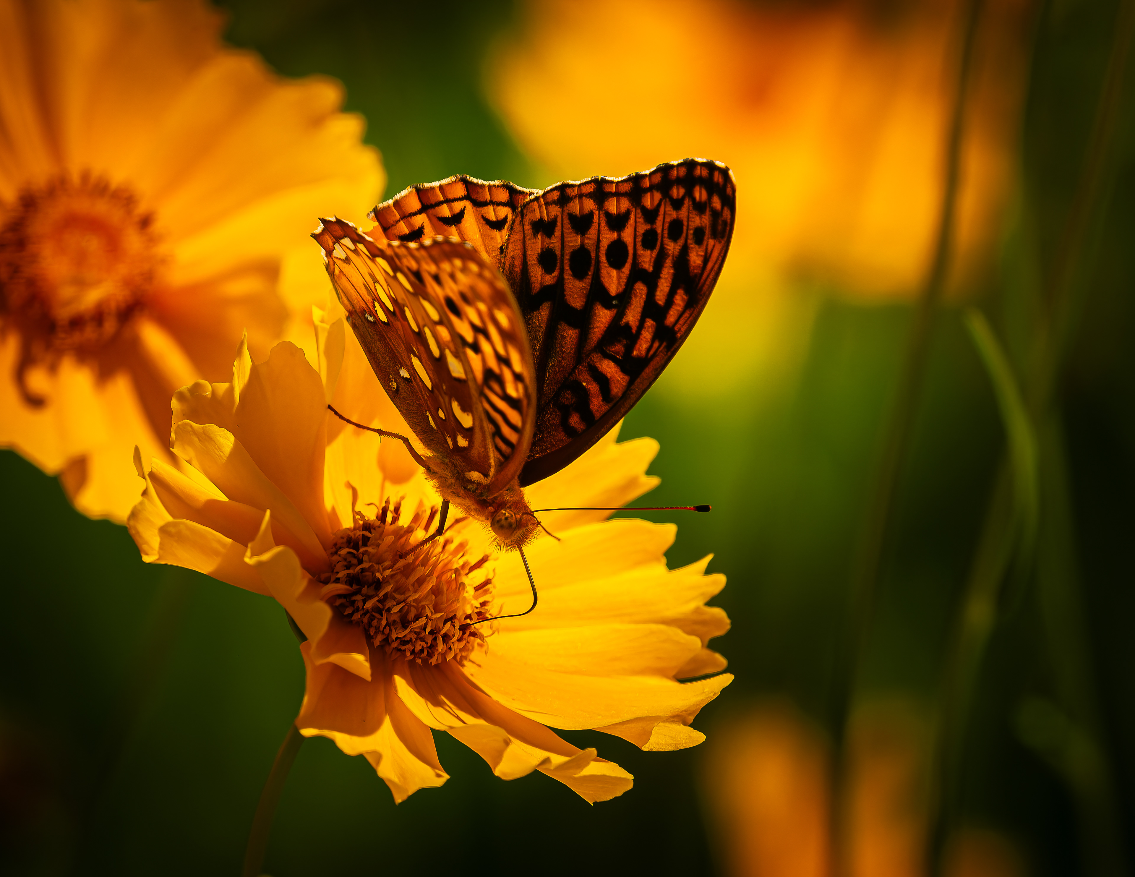 Great Spangled Fritillary Butterfly No4