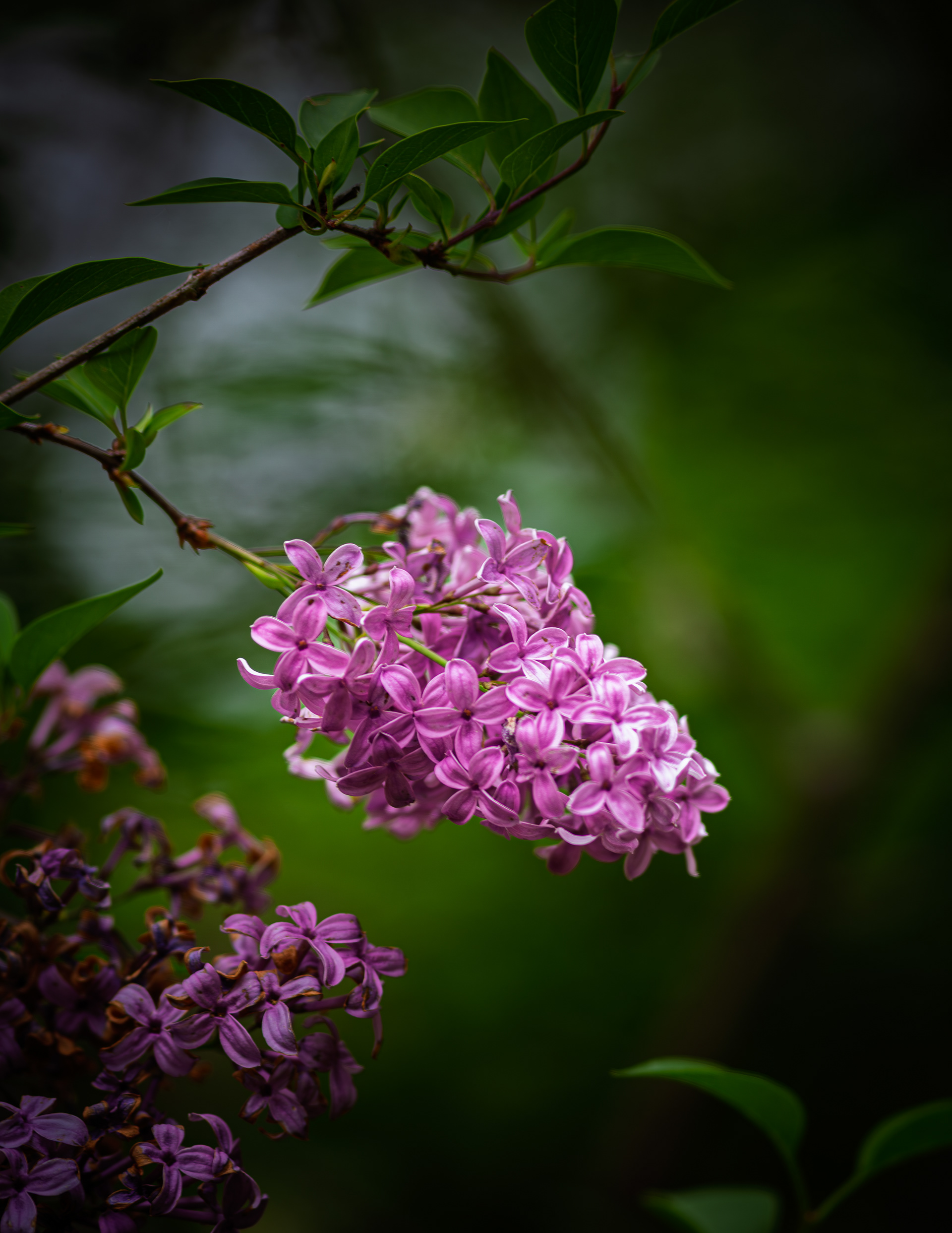 Purple Lilac