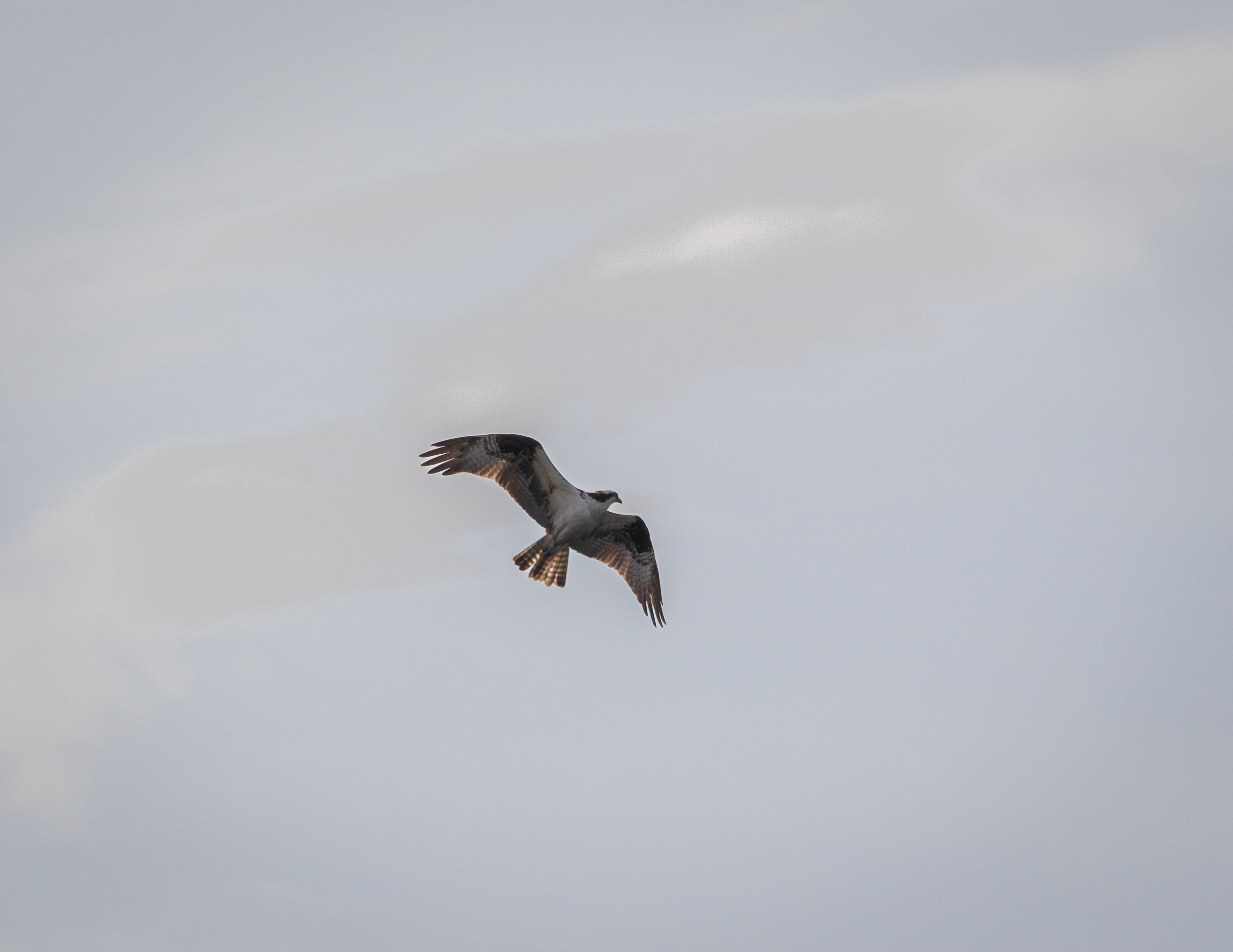 Osprey in Flight at Rollins Pond