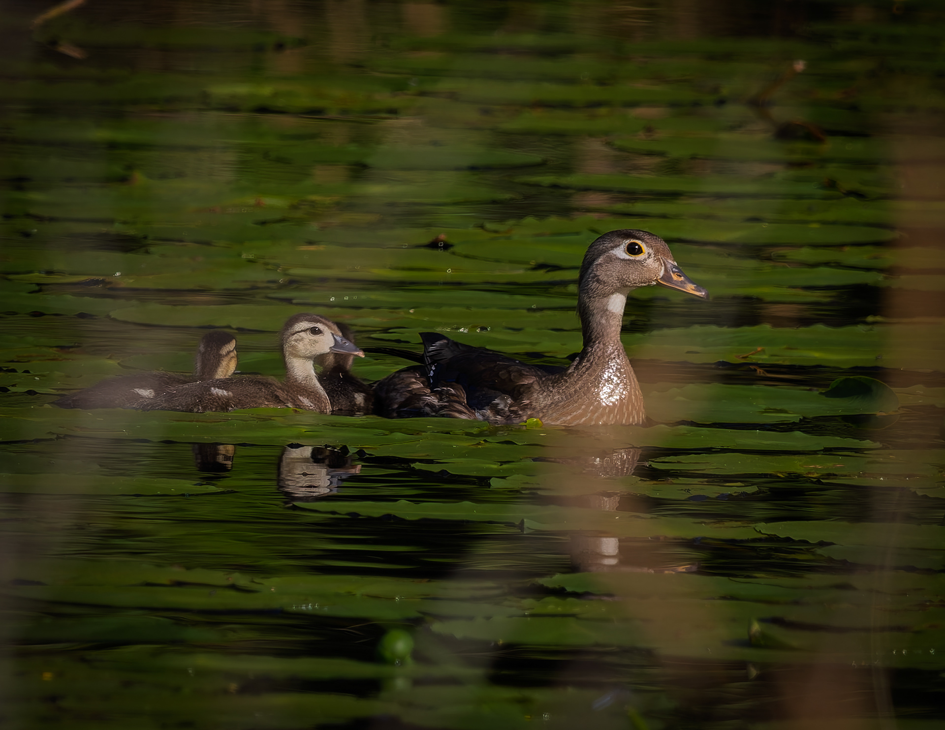 Wood Duck Family
