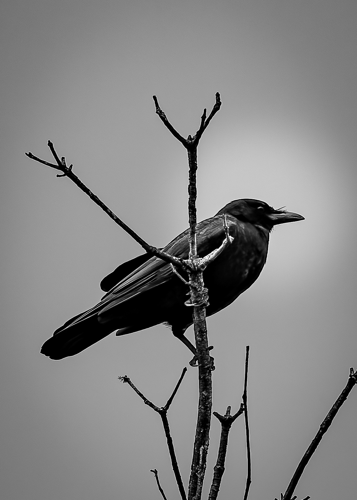 American Crow