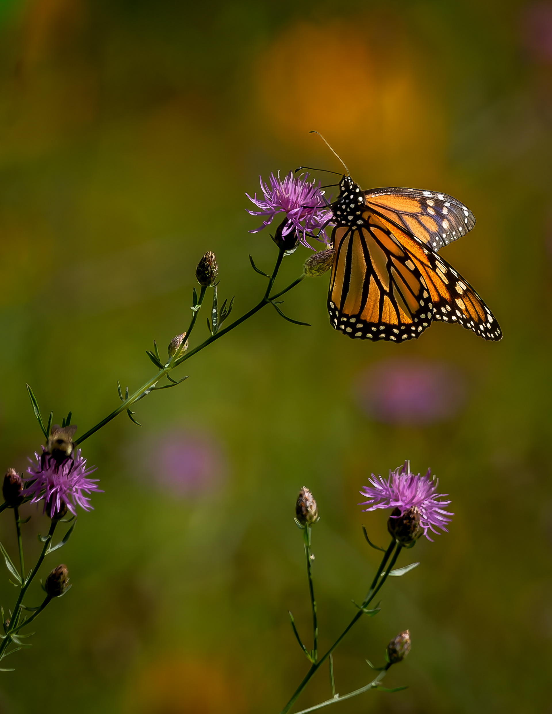 Monarch Butterfly No2 - July 31, 2026