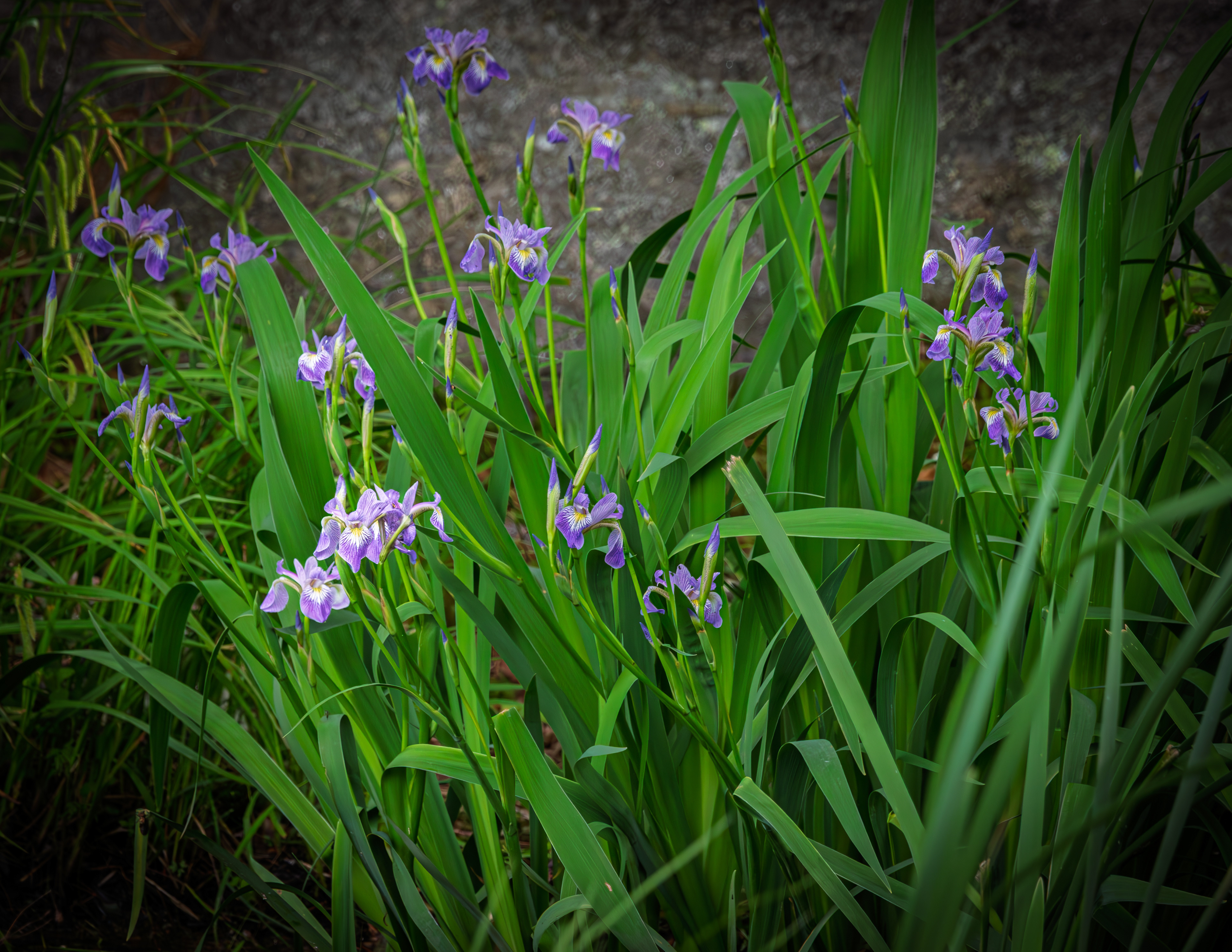Wild Iris No5