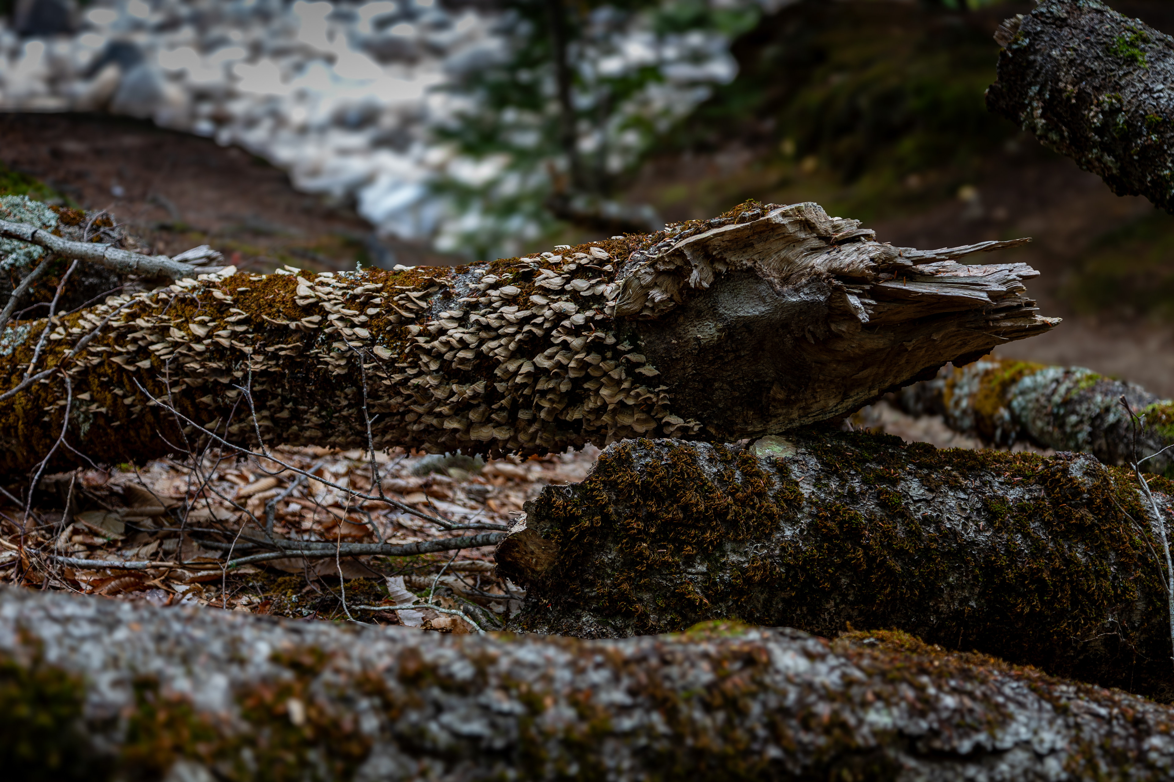 Fallen Log with Fungi
