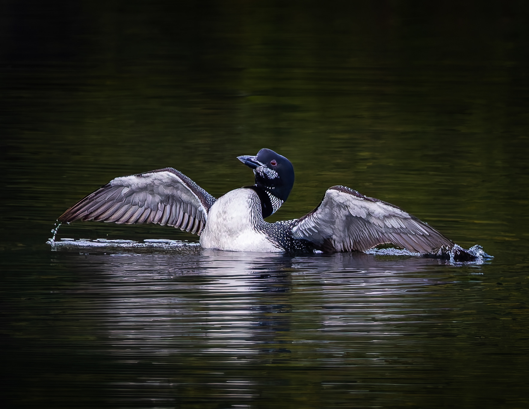 Common Loon No4 - September 20, 2026