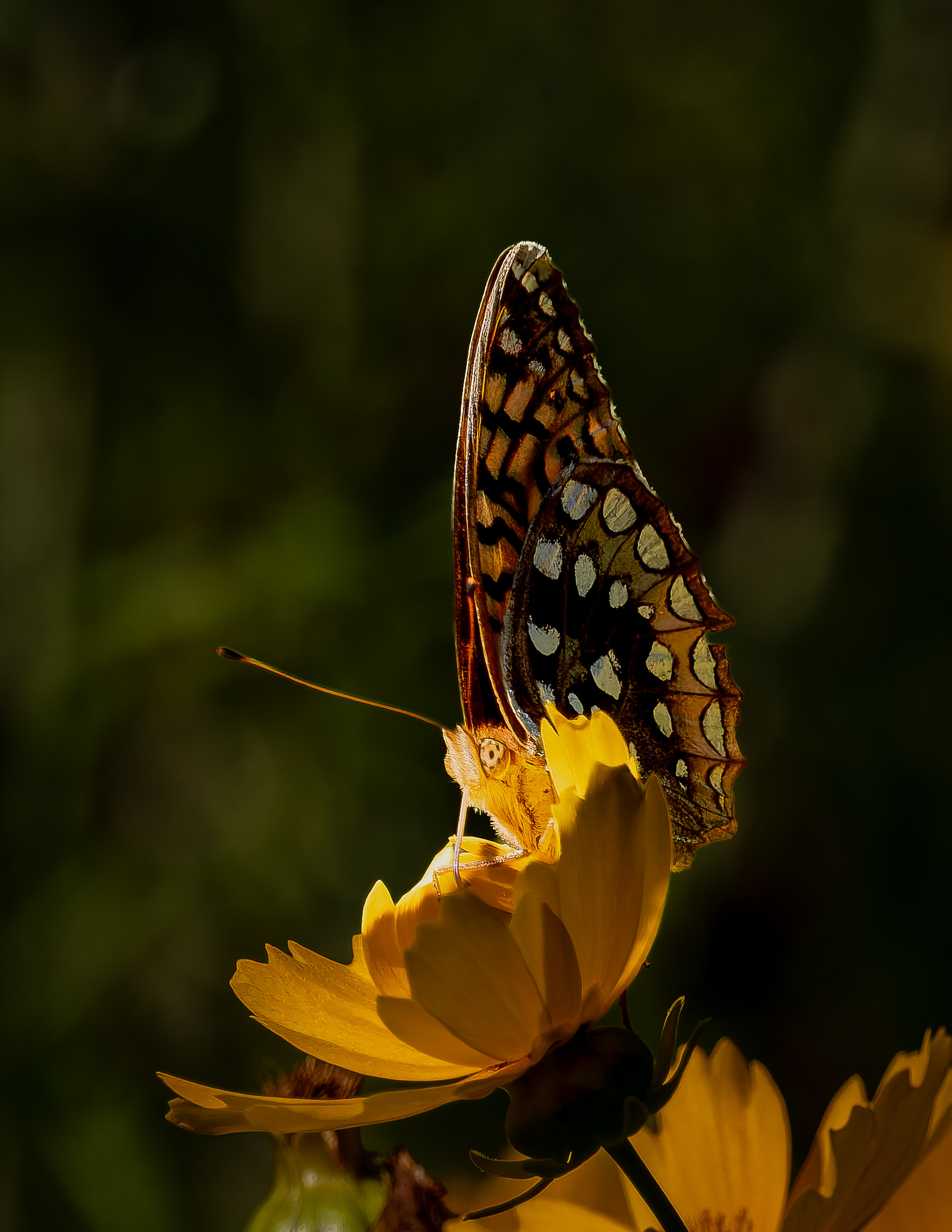 Great Spangled Fritillary No3