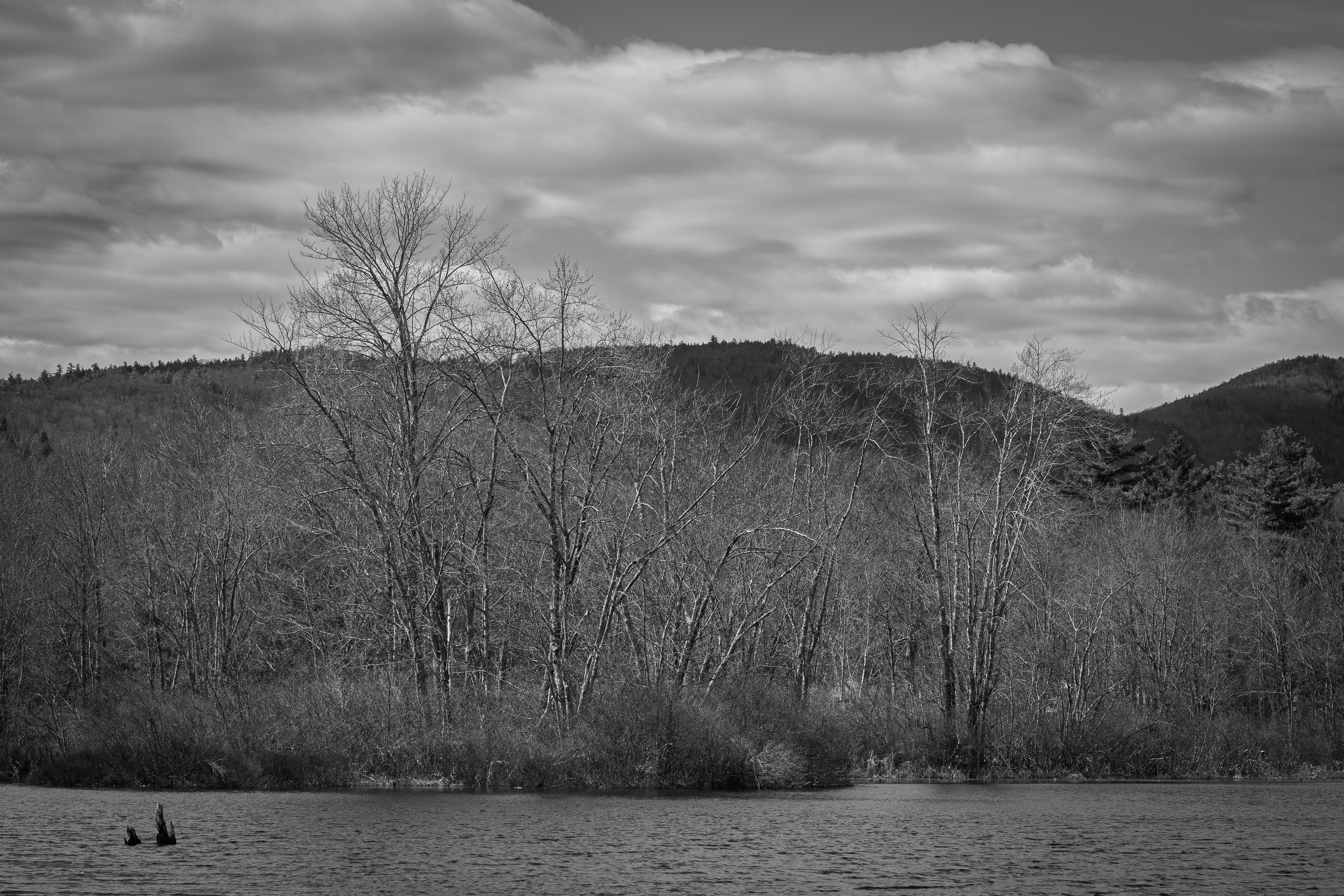Trees at Grey Rocks No3