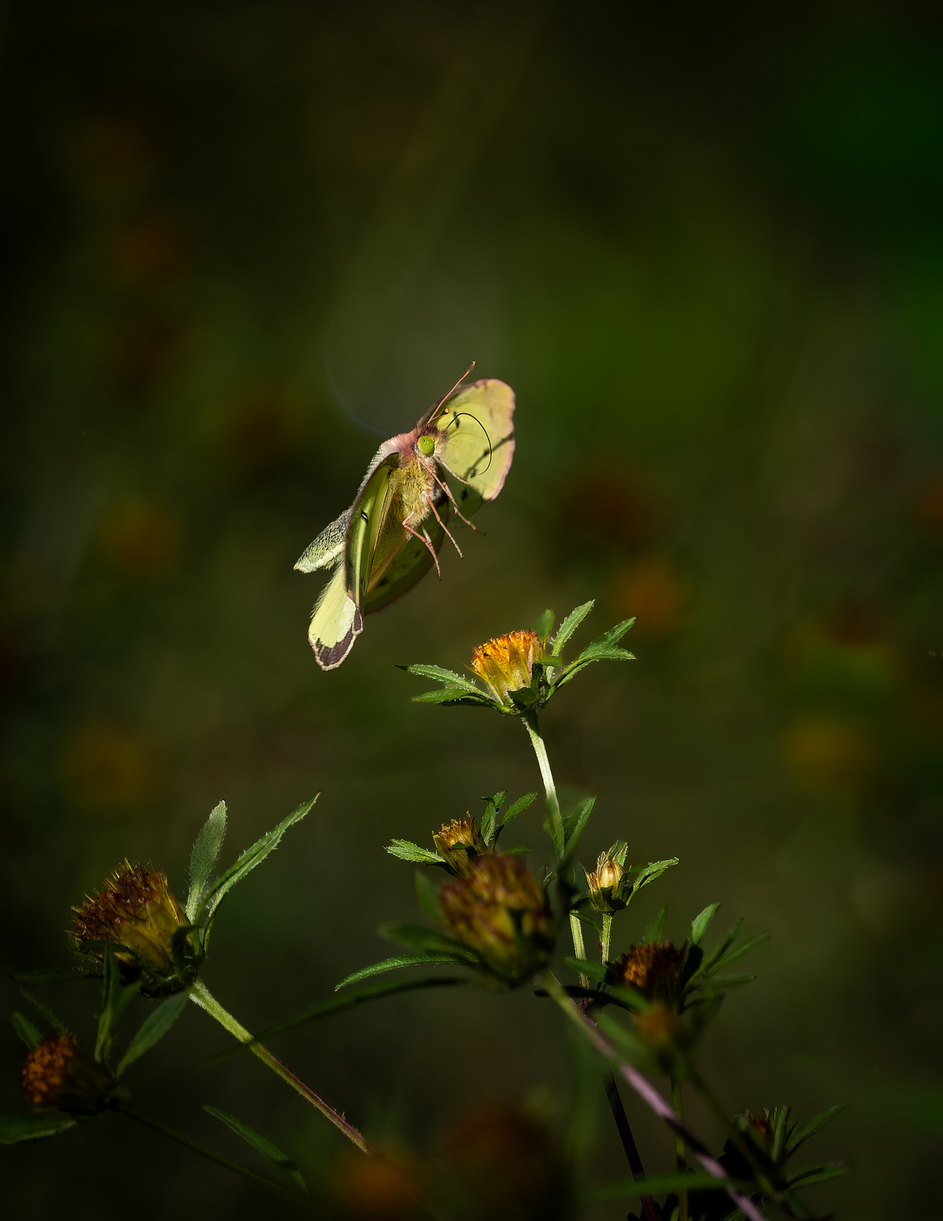 Clouded Sulphur Butterfly No1 - September 10, 2026