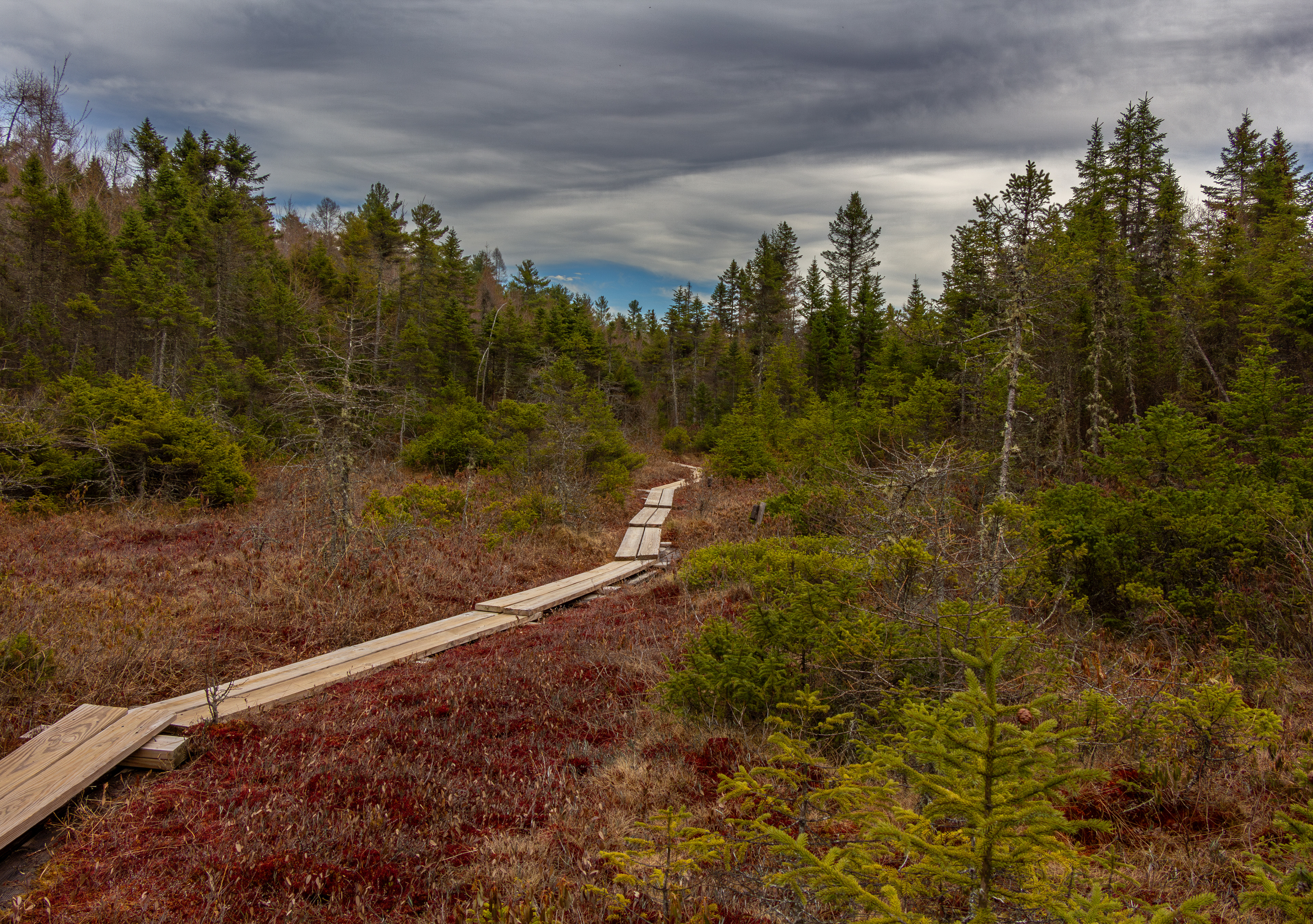 Bog Trail No6