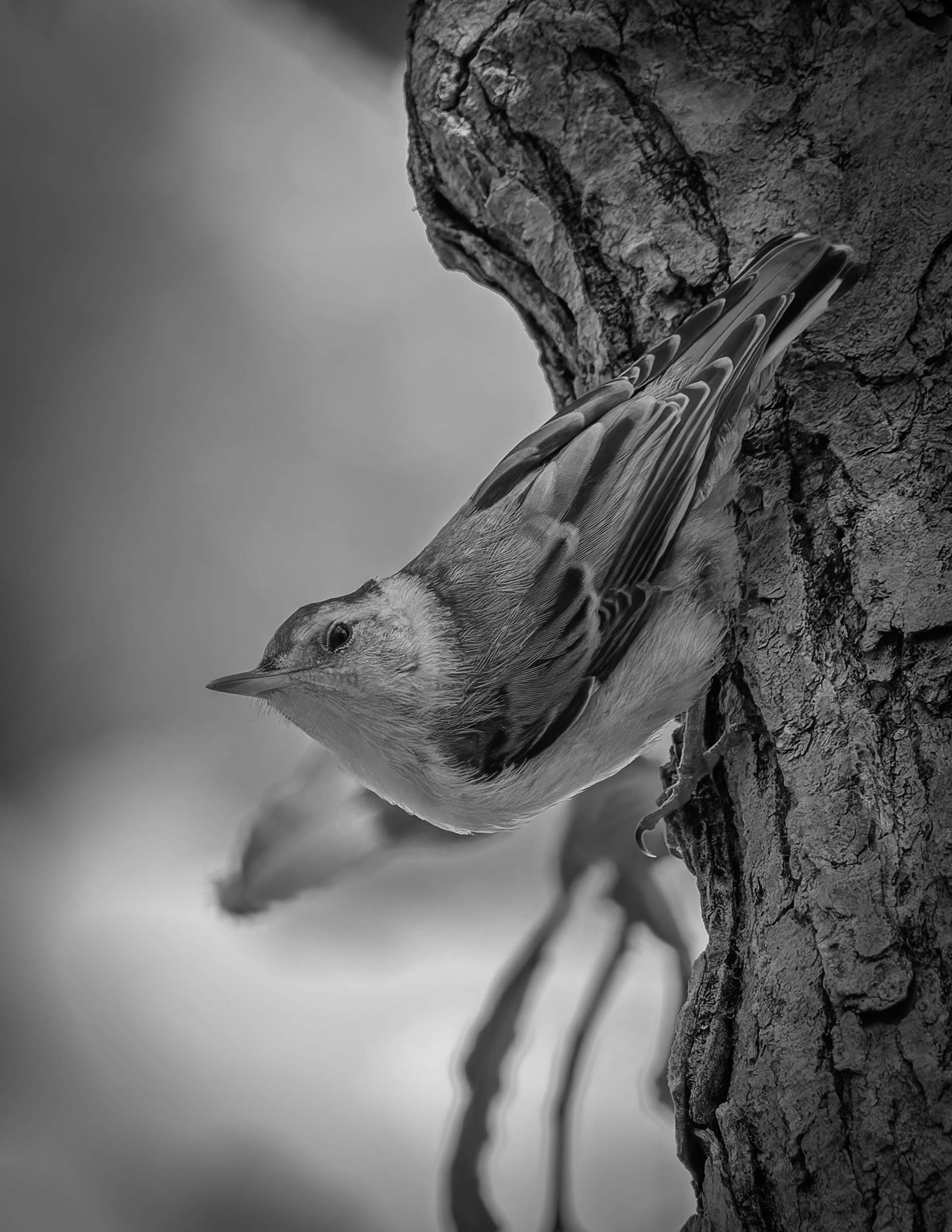 White Breasted Nuthatch No1