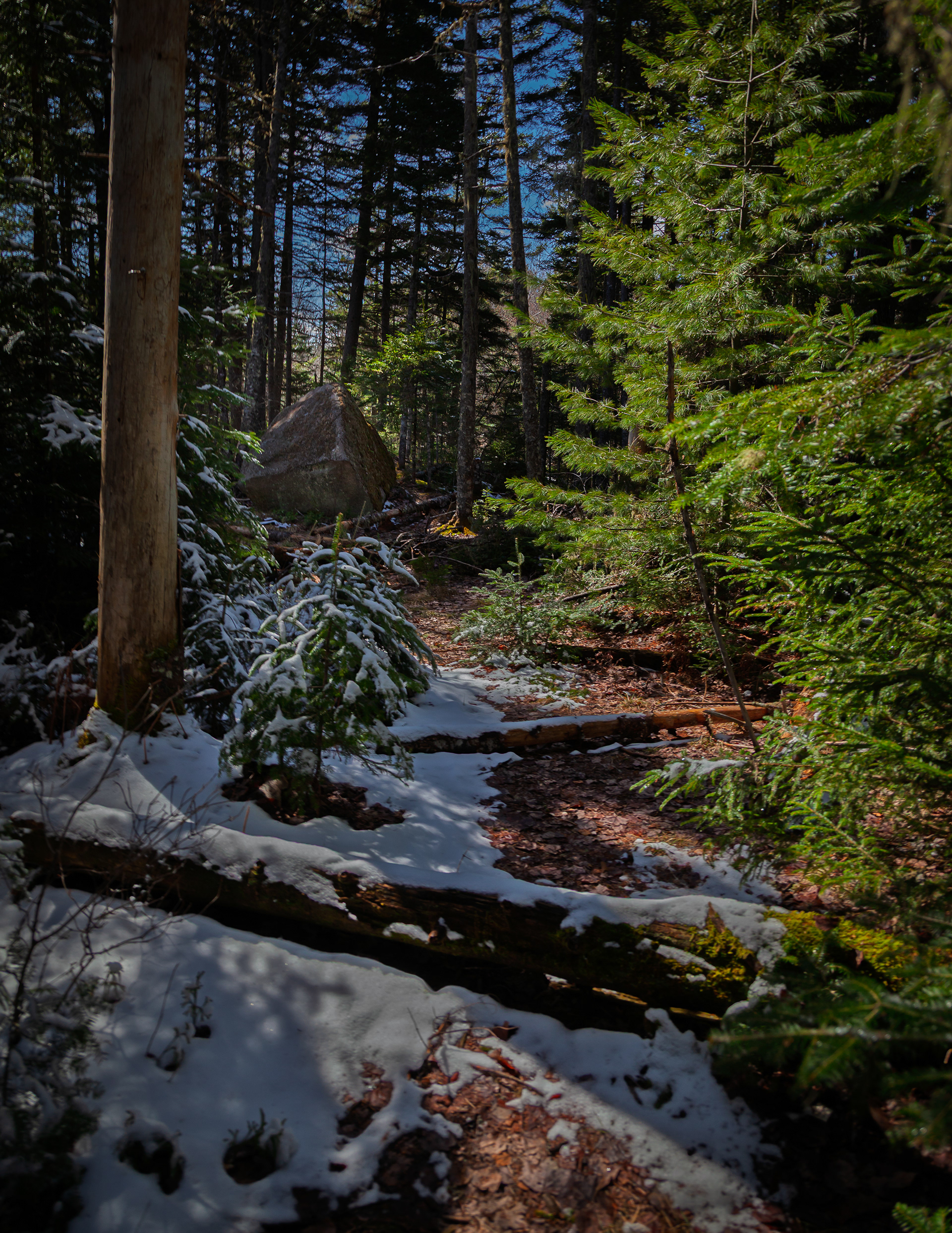 Snow Covered Trail No2