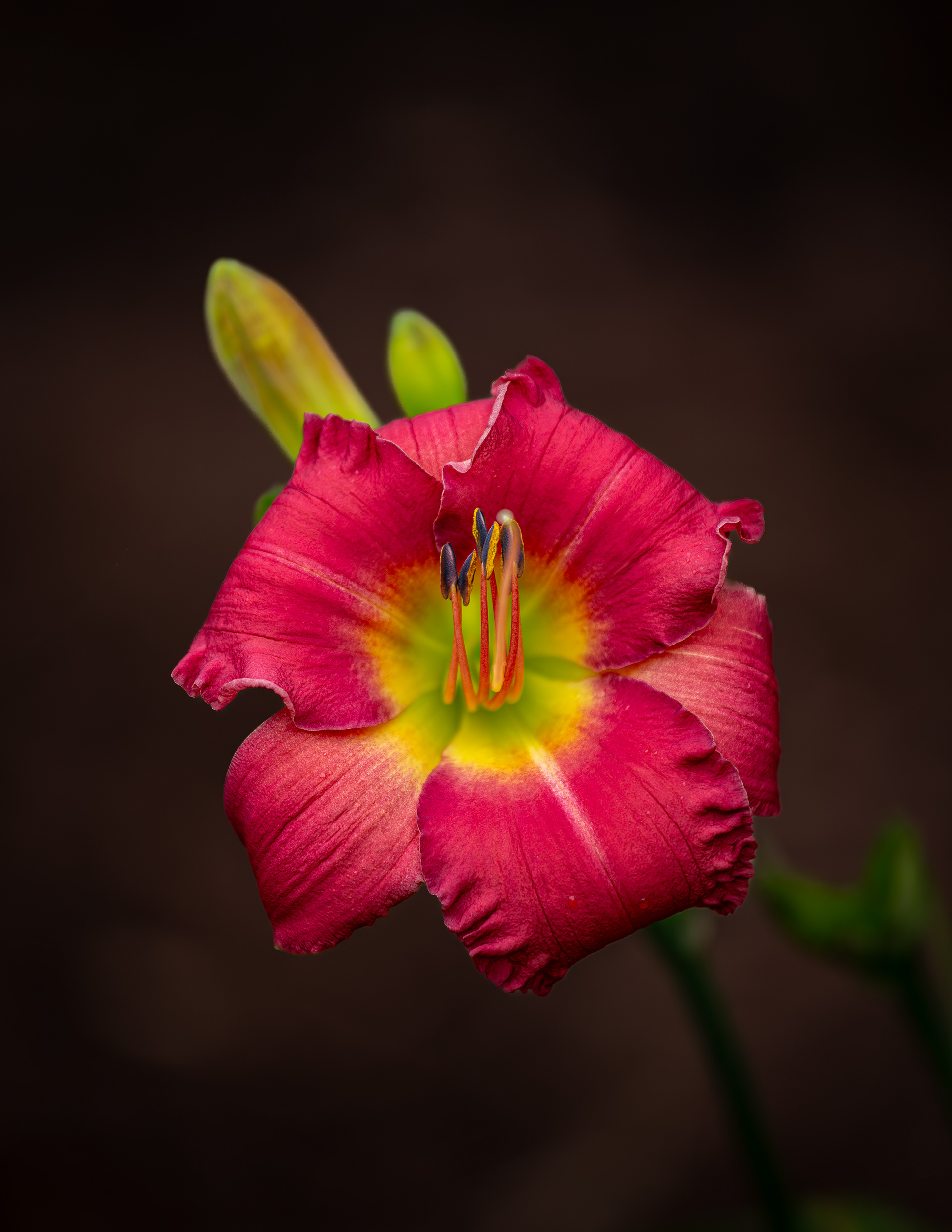 Earlybird Cardinal Daylily Portrait