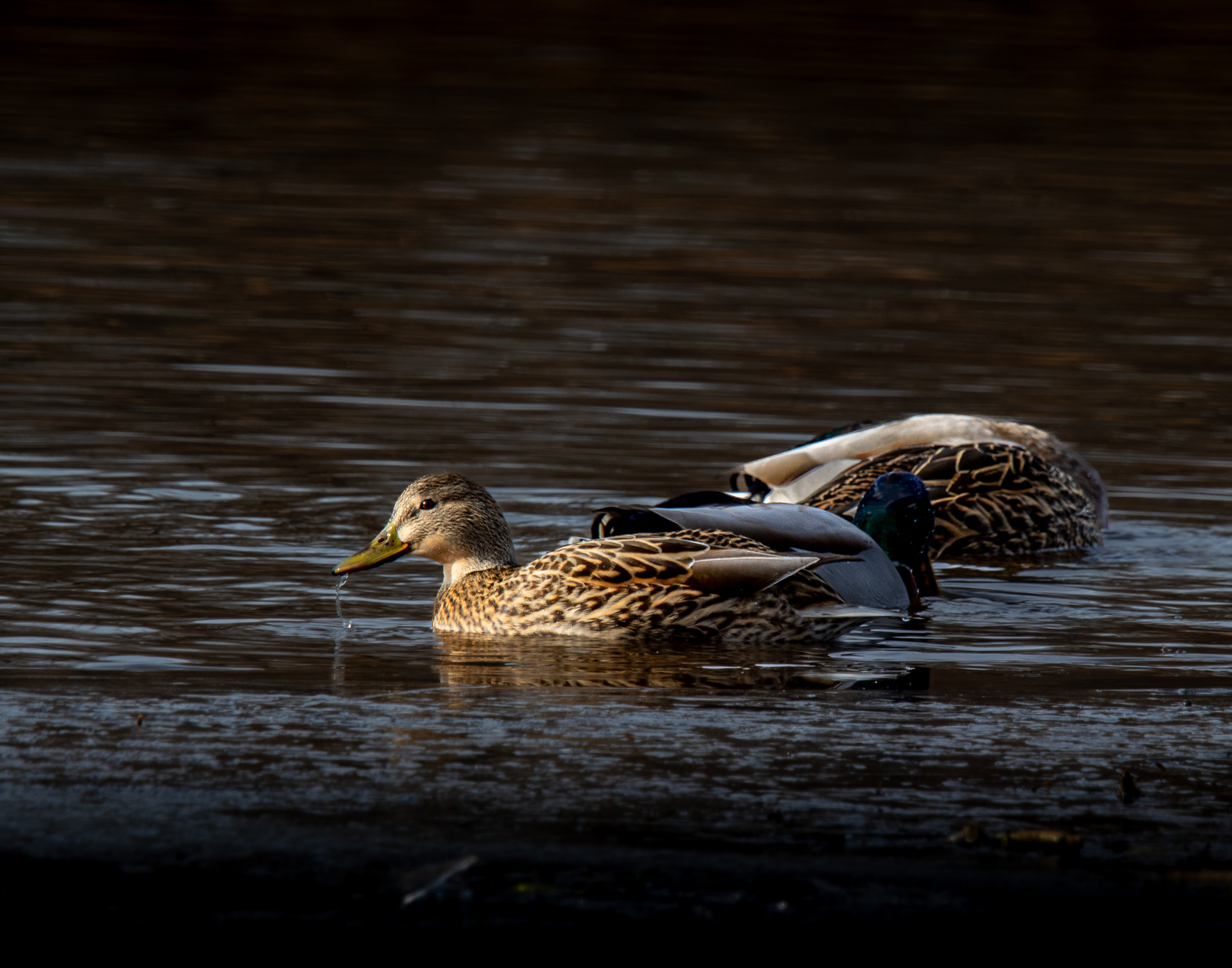 Female Mallard