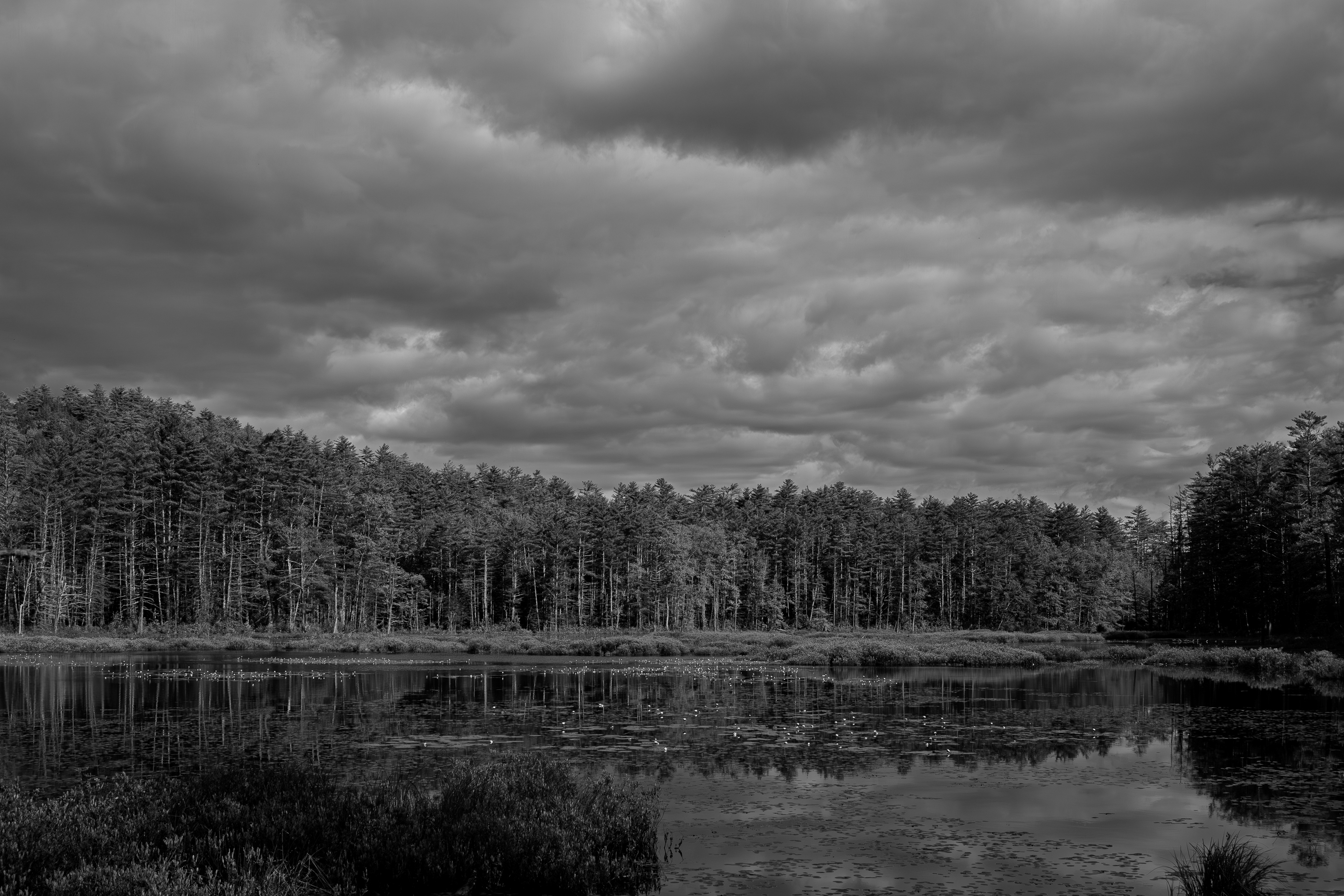 Quincy Bog No7