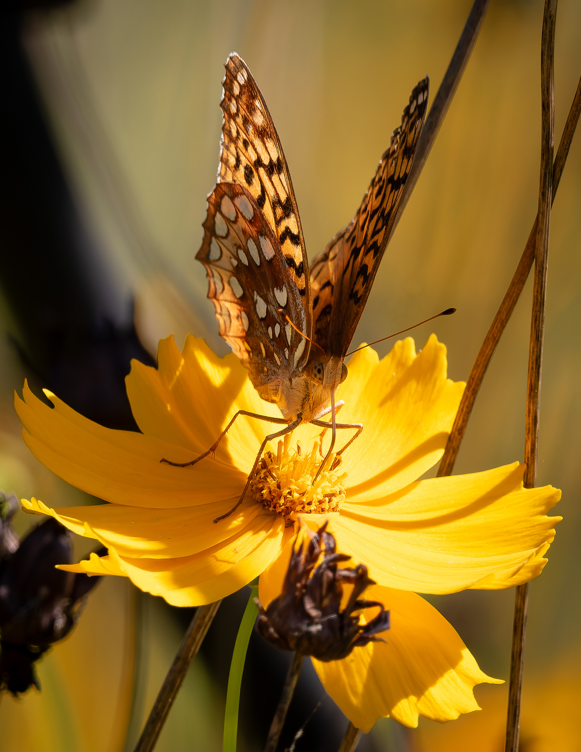 Great Spangled Fritillary No10