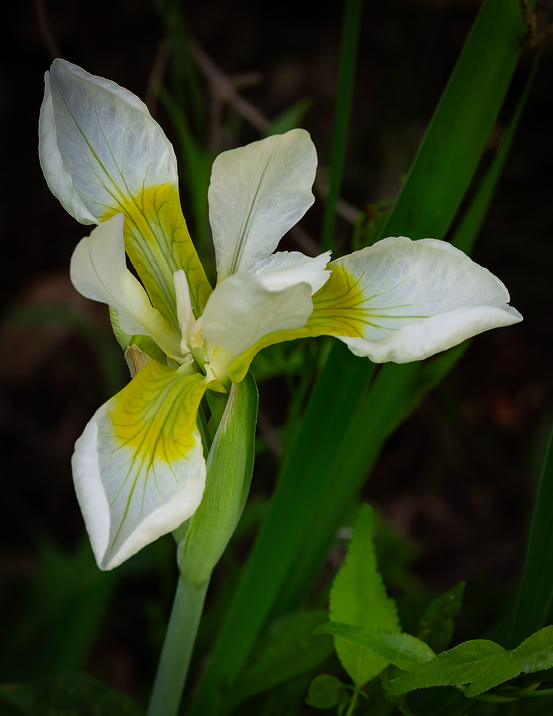 White Iris - June 14, 2026