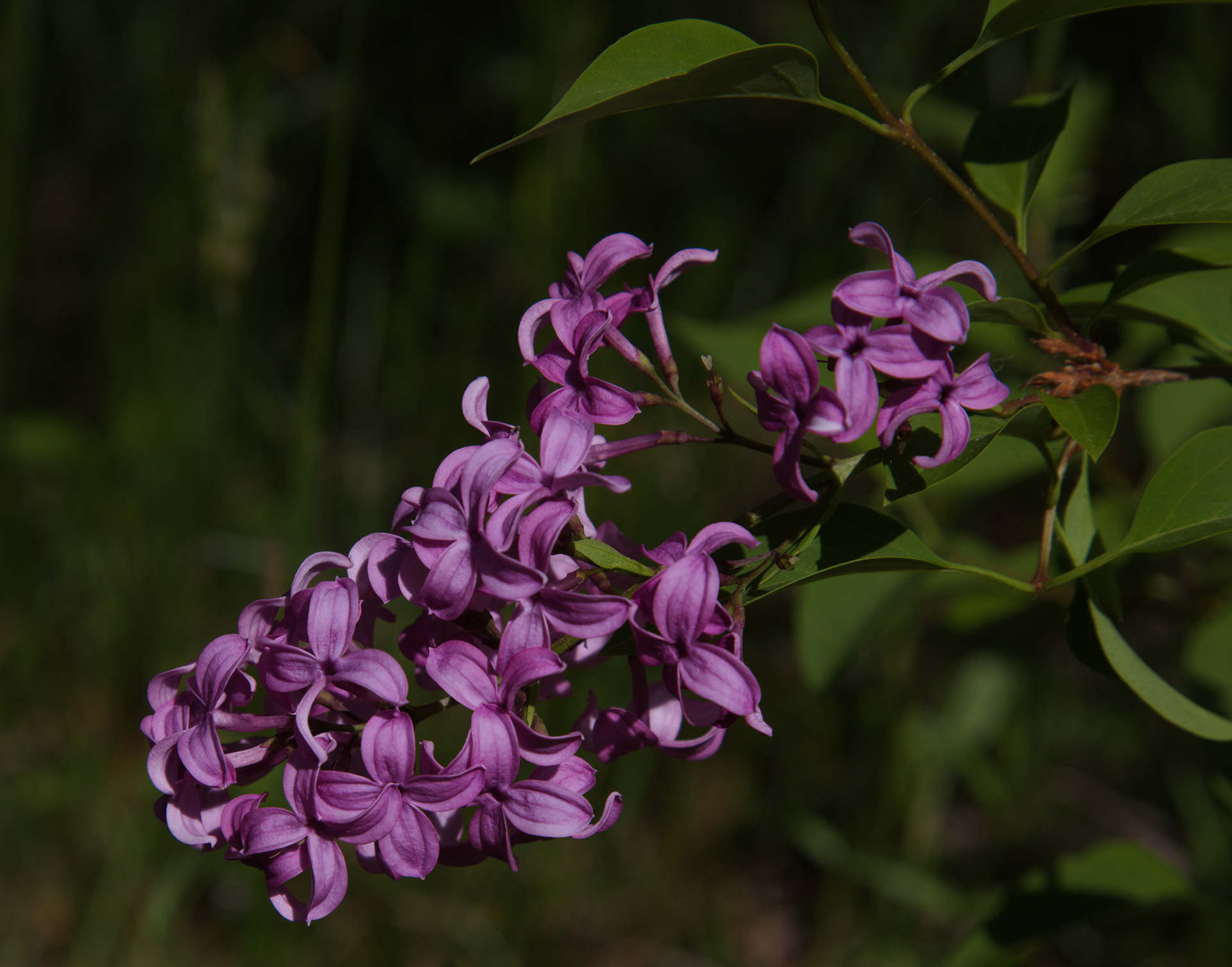 Purple Lilac