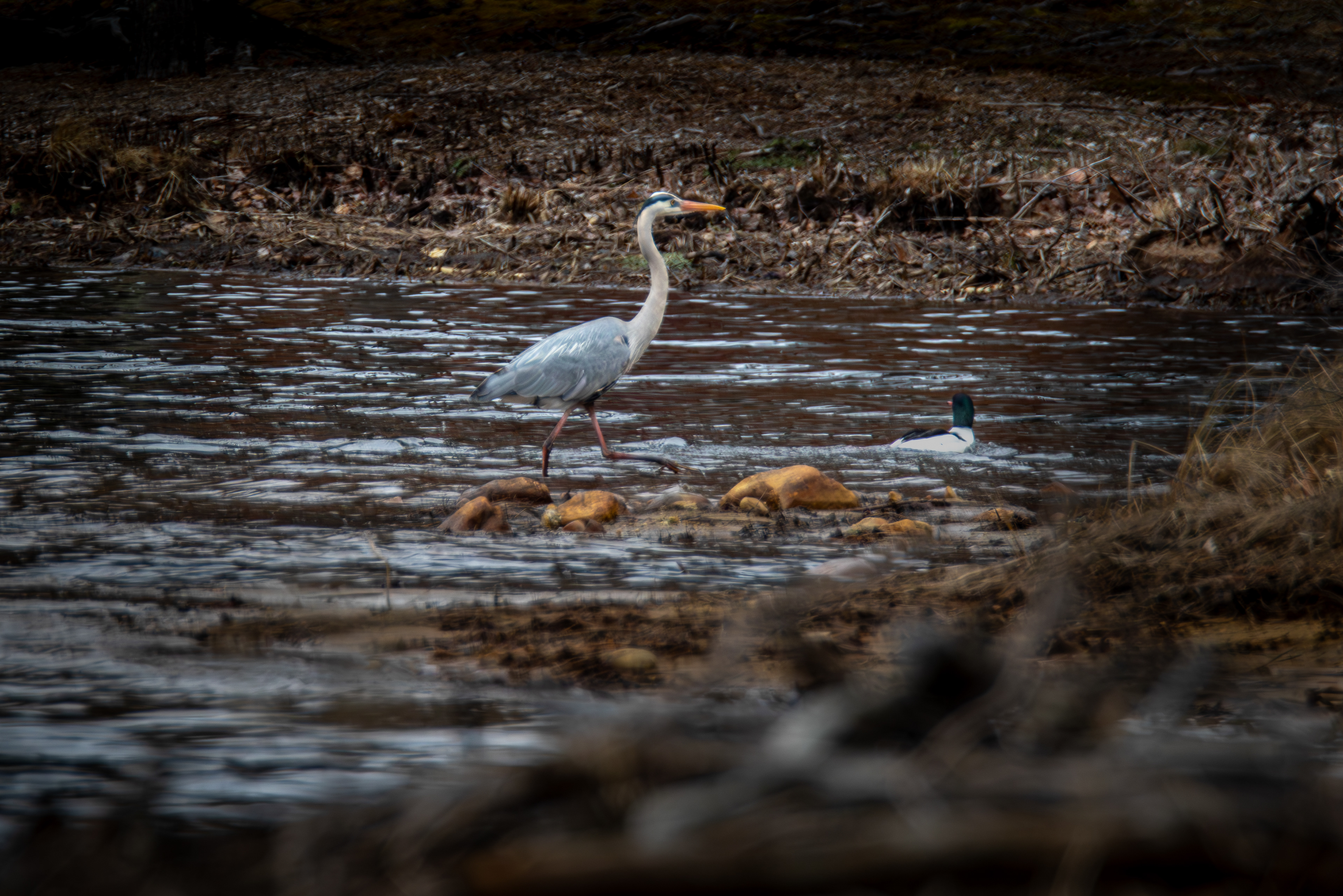 Great Blue Heron with Common Merganser