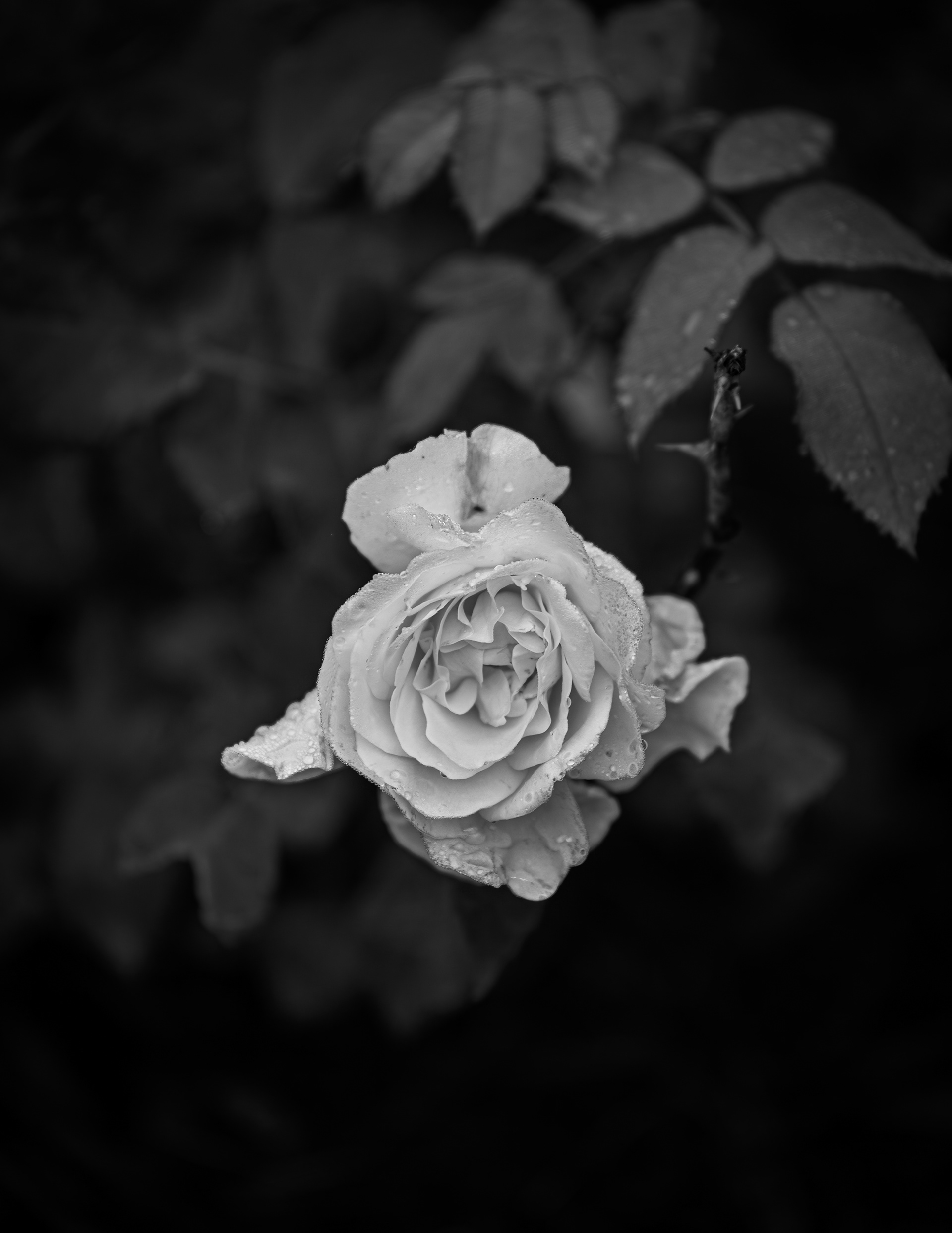 Champagne Wishes Rose in Black & White