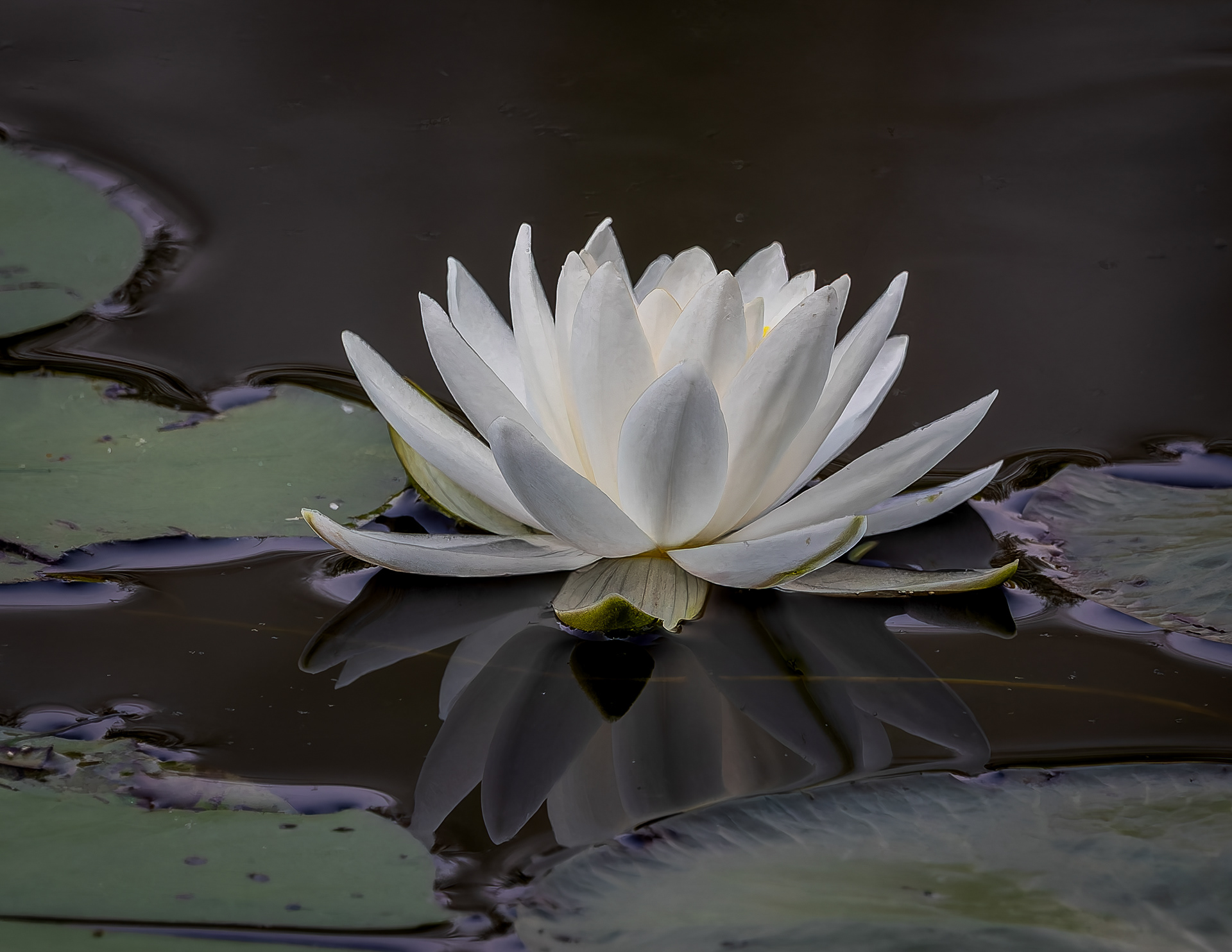 Water Lily No1