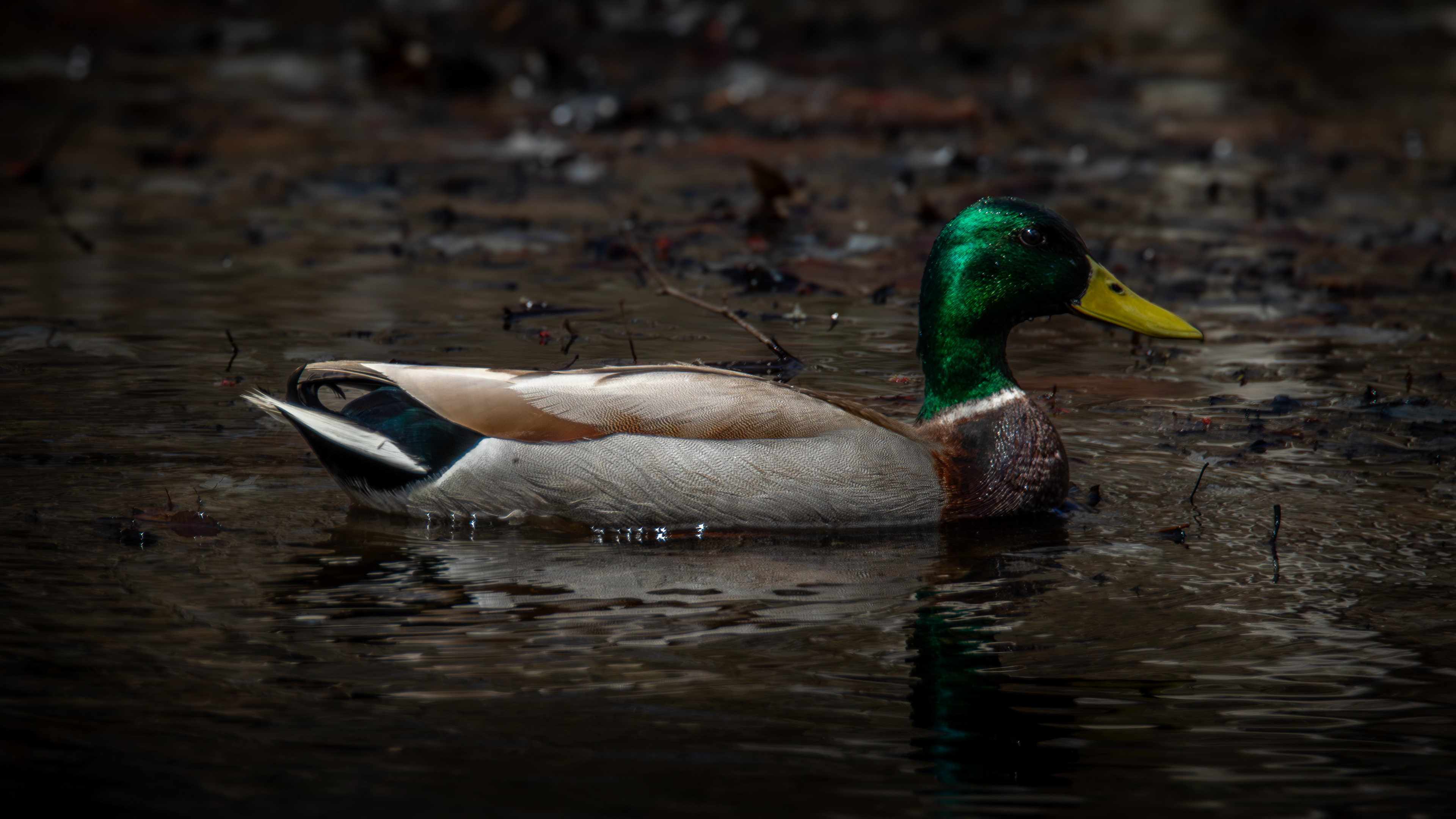Mallard Drake at Grey Rocks Conservation Area No3